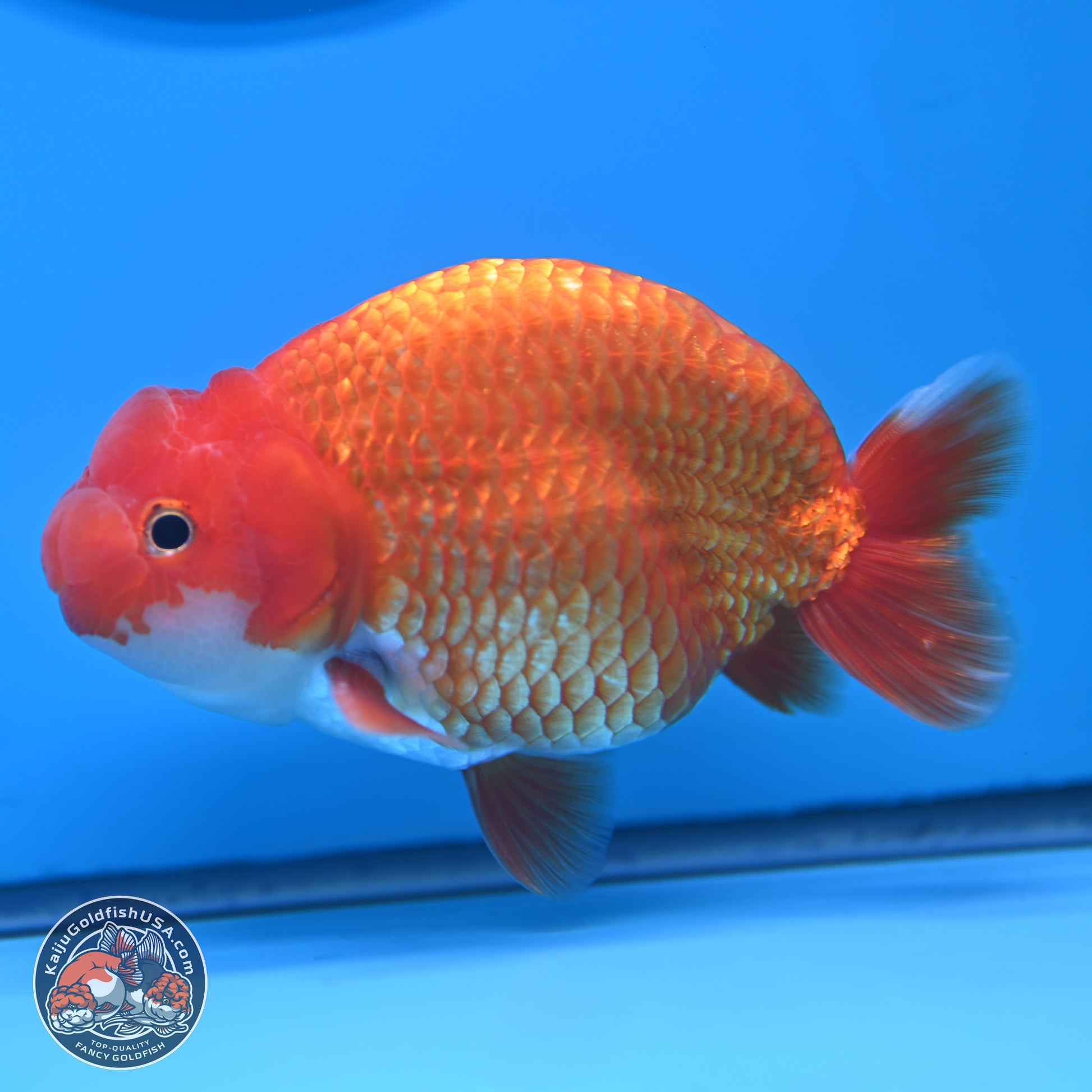 Red White Buffalo Ranchu 5 inches (241025_RC06) - Kaiju Goldfish USA