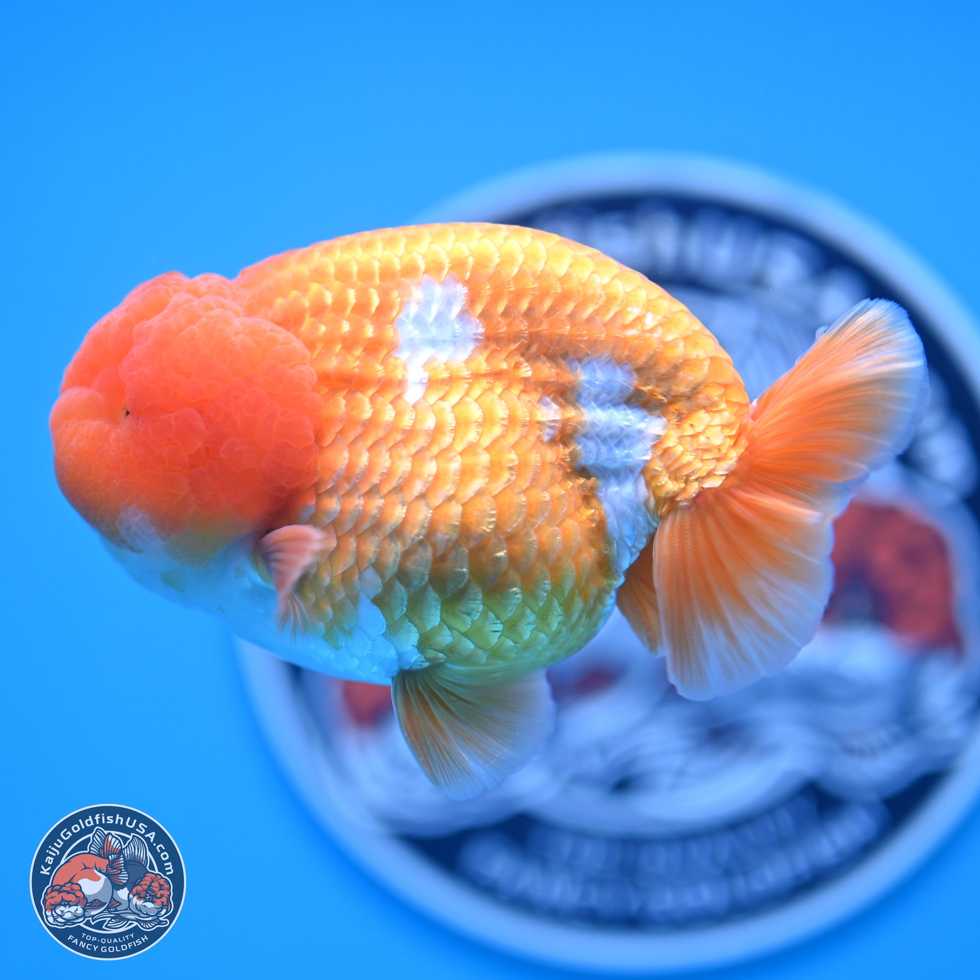 A Grade Red White Lionchu 4-4.5 inches (240906_RC06) - Kaiju Goldfish USA