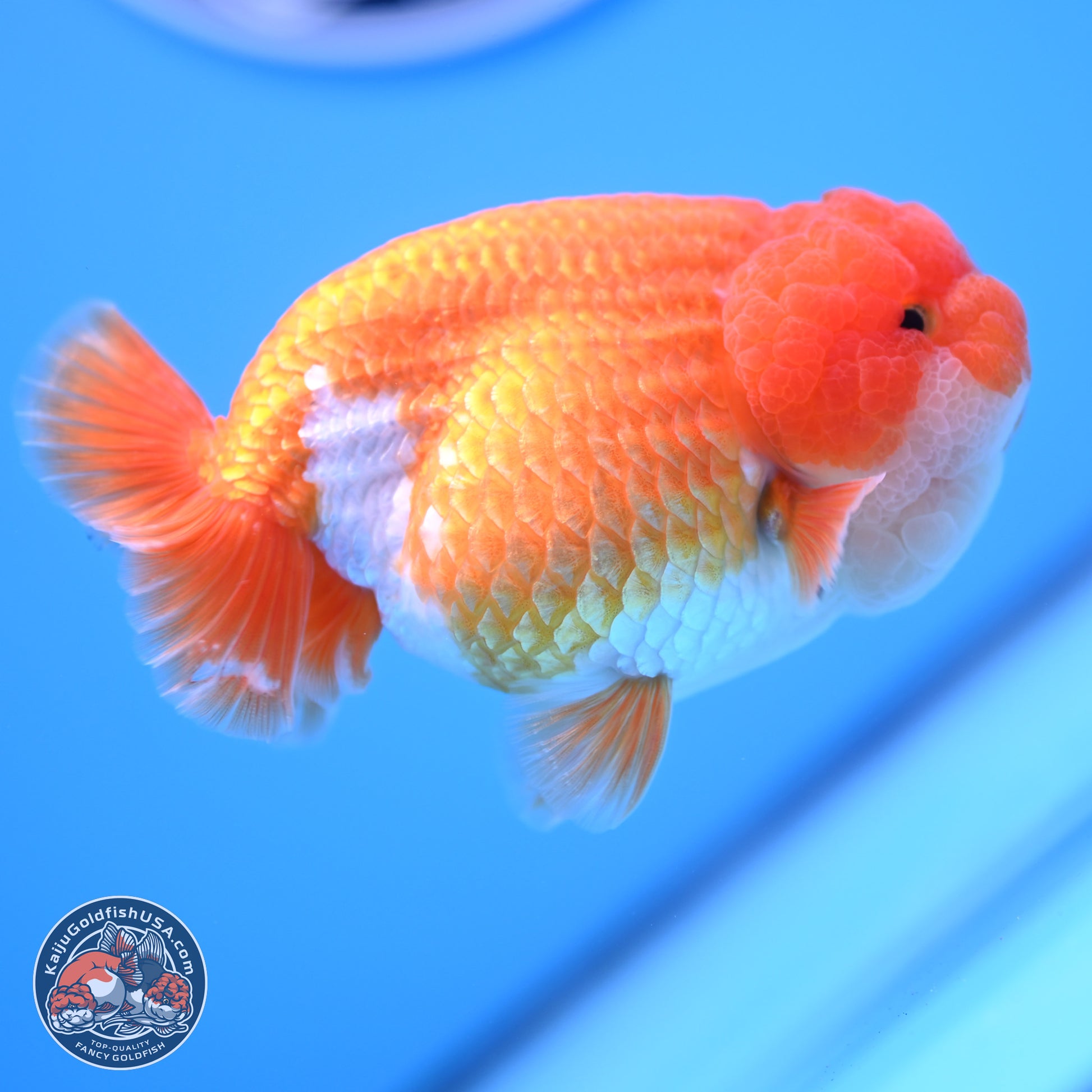 Red White Lionchu 4in Body (240823_RC06) - Kaiju Goldfish USA