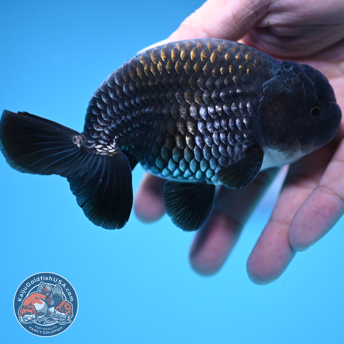 Sapphire / Platinum Ranchu 4 inch Body (250919_RC06)