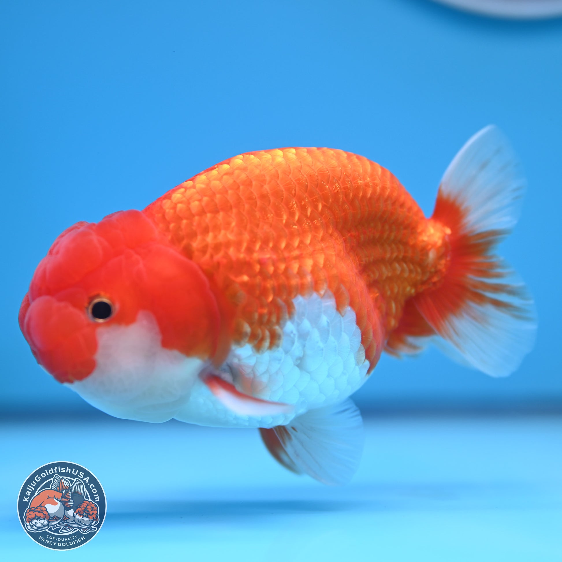 Red White Buffalo Ranchu 4-5 in (241011_RC06) - Kaiju Goldfish USA