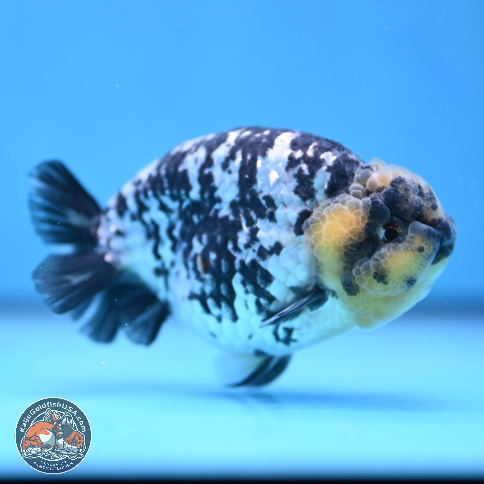 White Tiger Ranchu 3.75in Body (240809_RC06) - Kaiju Goldfish USA