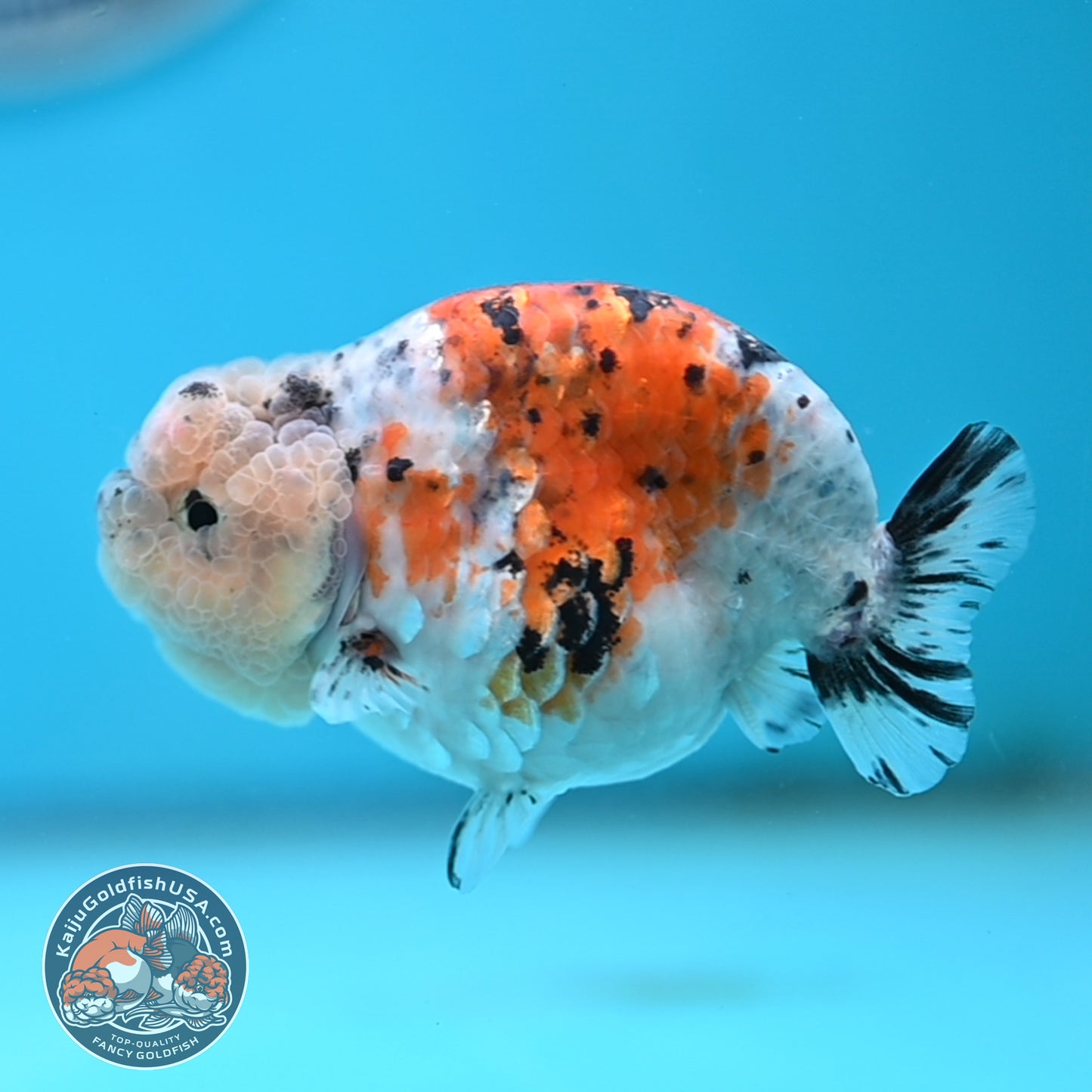 Calico Ranchu 3.8 inches Body (250516_RC06)