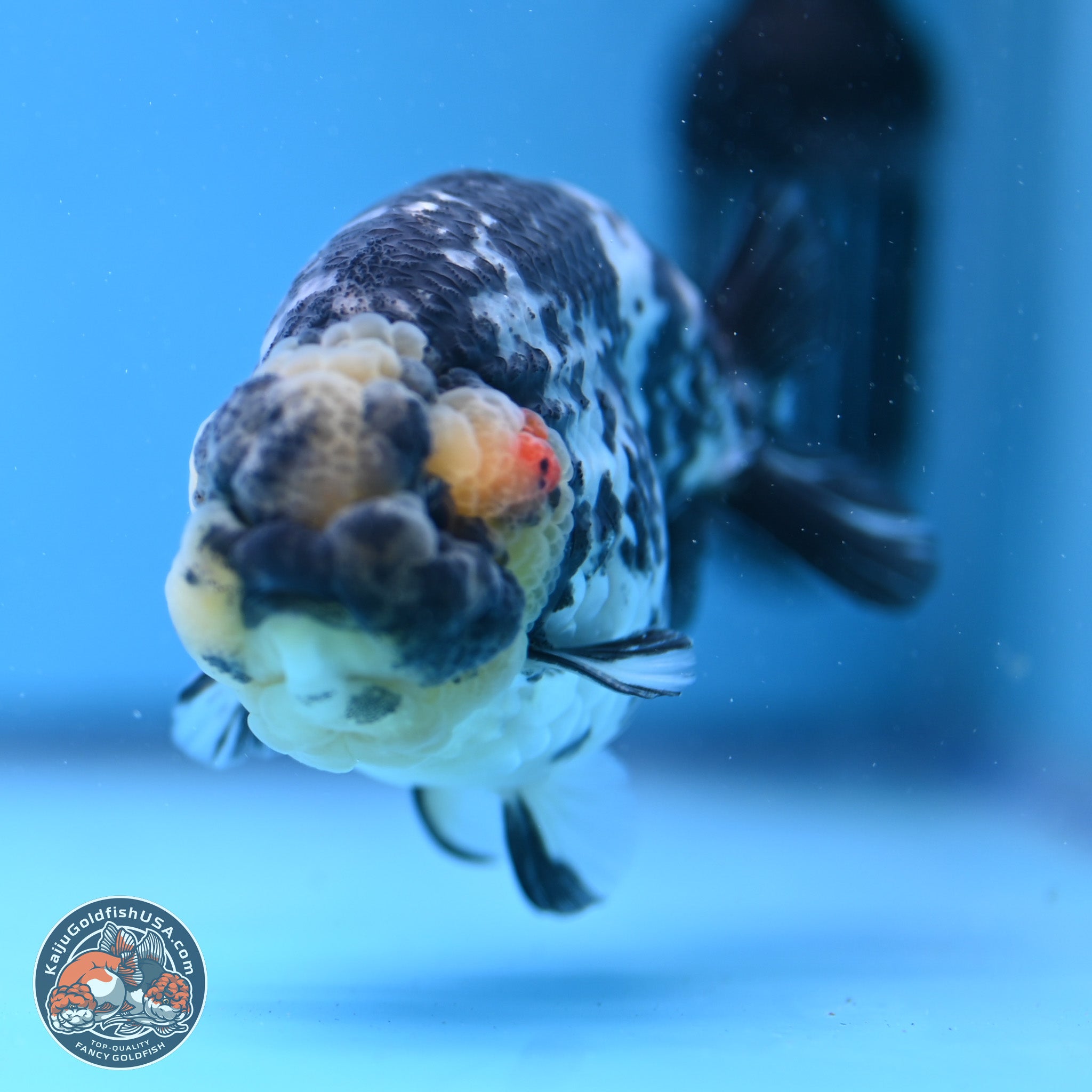 White Tiger Ranchu | Kaiju Goldfish USA