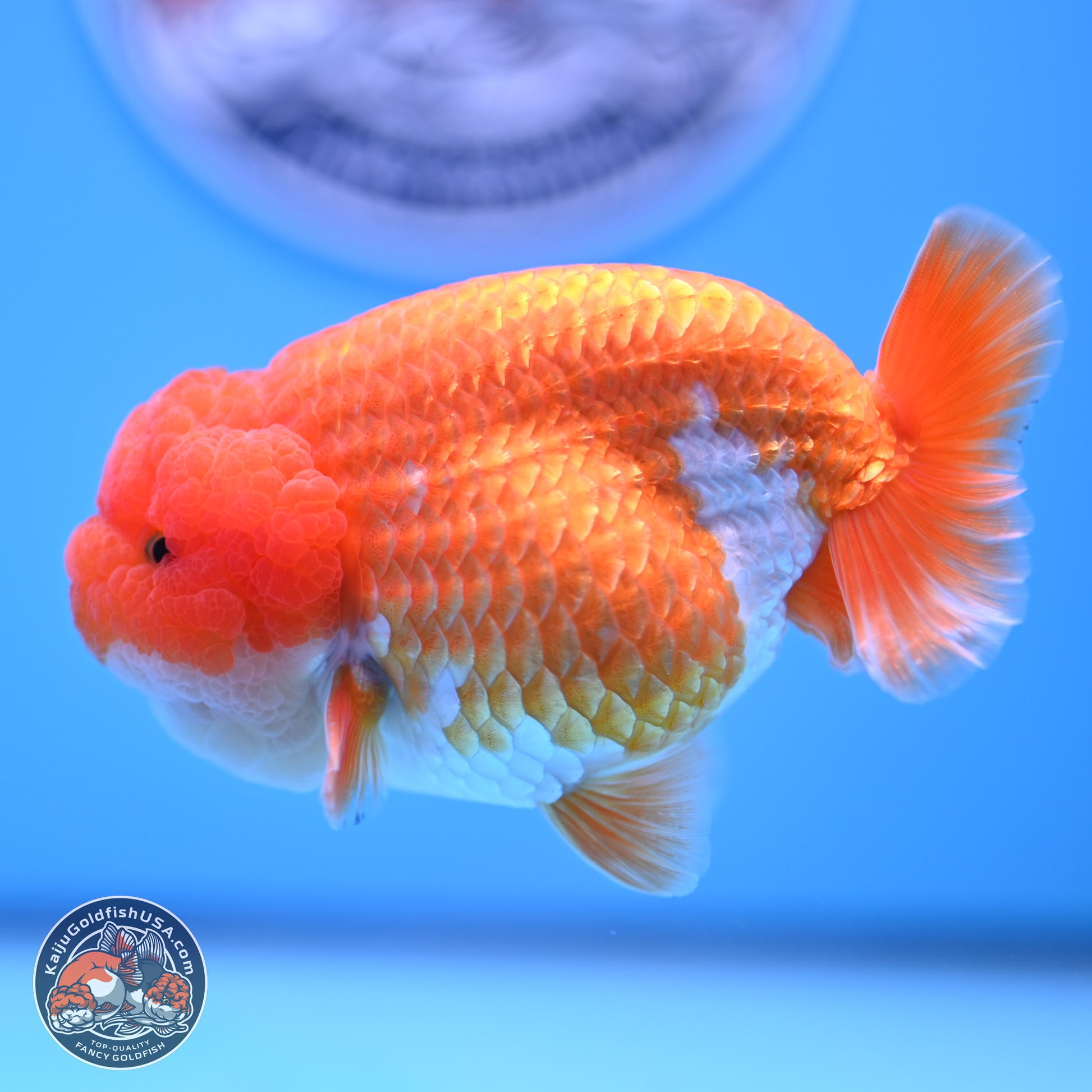 Red White Lionchu 4in Body (240823_RC06) - Kaiju Goldfish USA