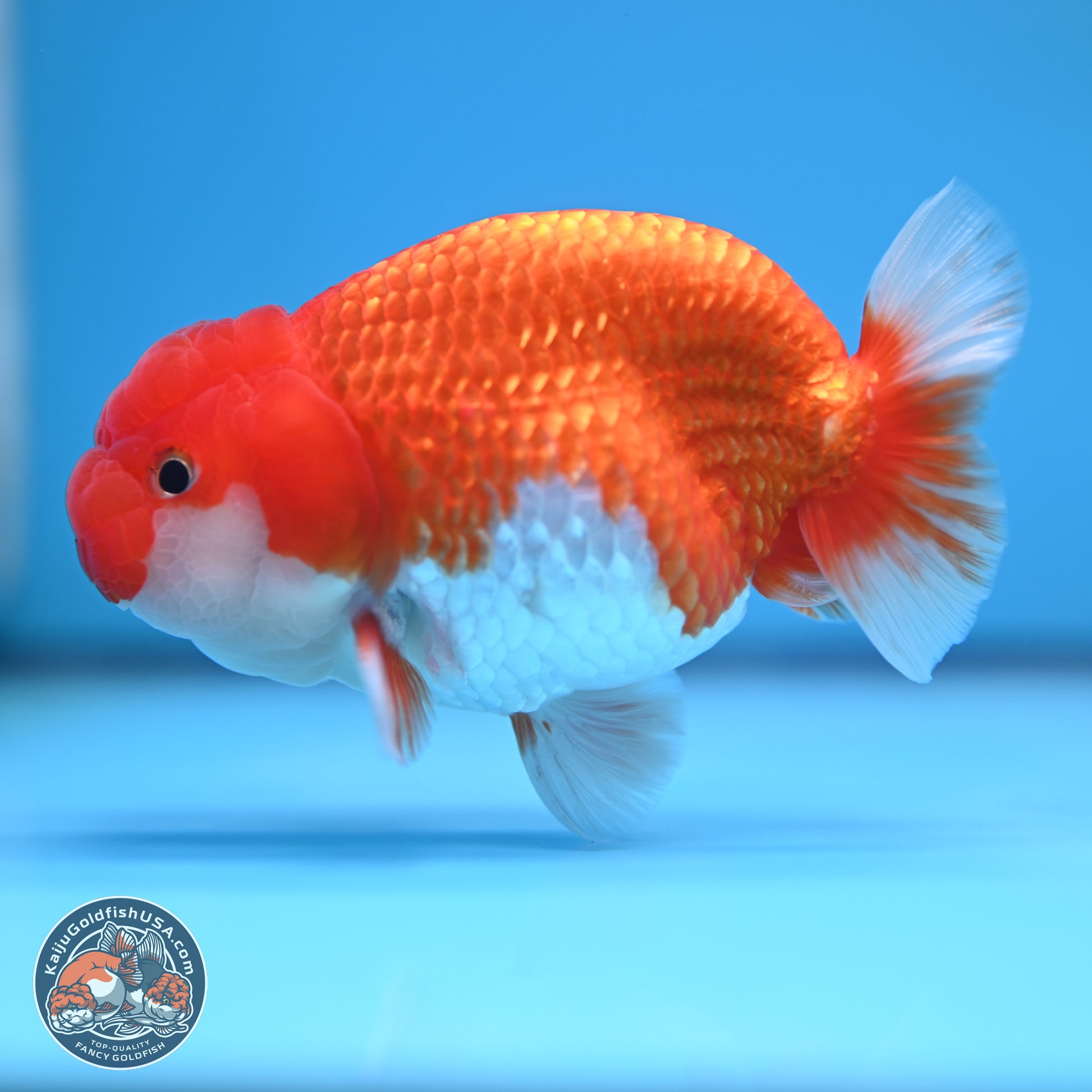 Red White Buffalo Ranchu 4-5 in (241011_RC06) - Kaiju Goldfish USA