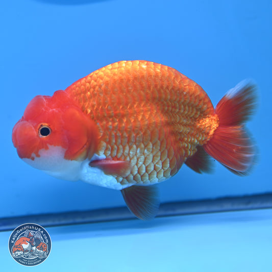 Red White Buffalo Ranchu 5 inches (241025_RC06) - Kaiju Goldfish USA