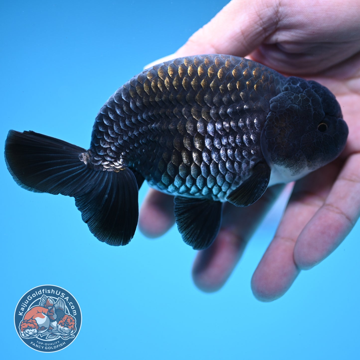 Sapphire / Platinum Ranchu 4 inch Body (250919_RC06)