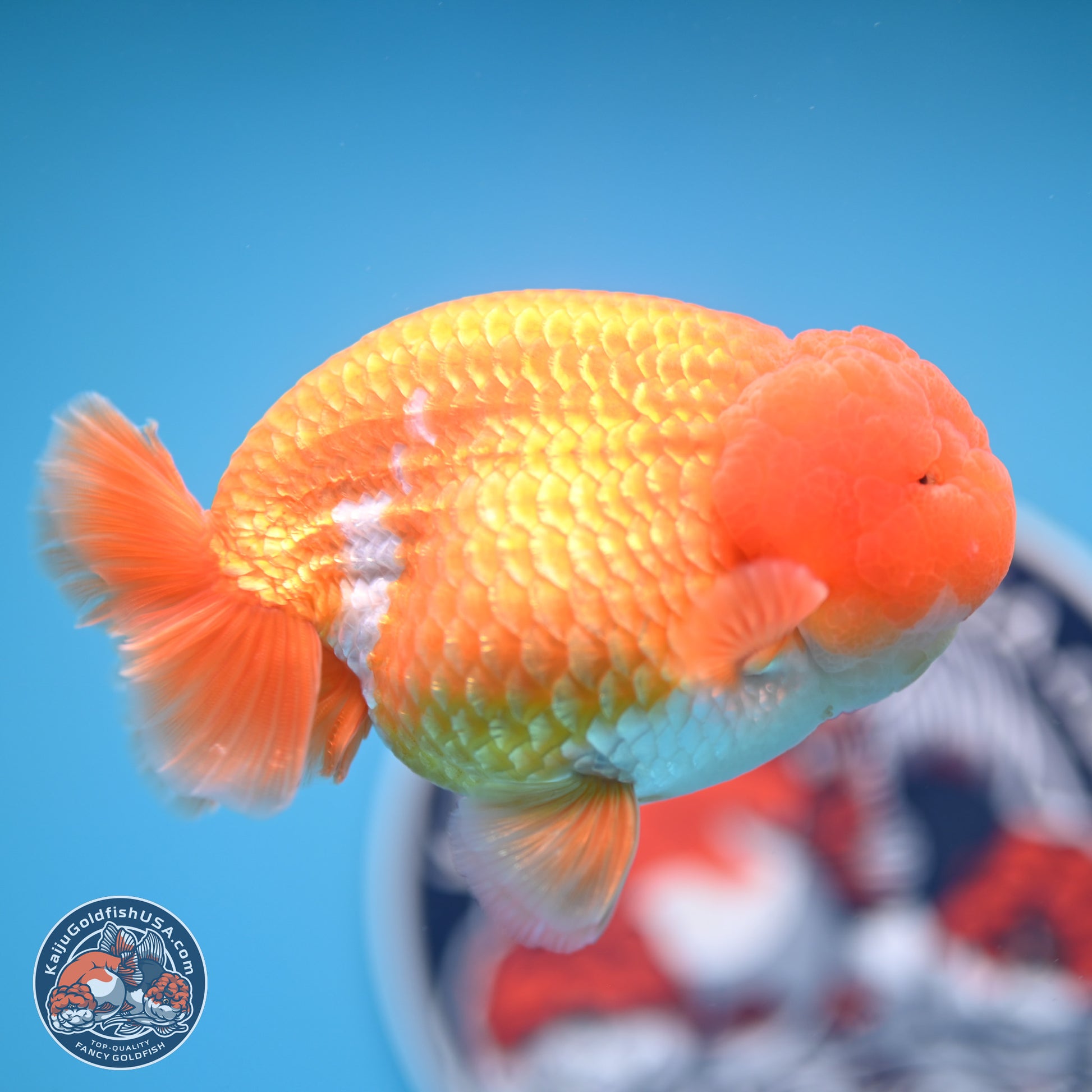 A Grade Red White Lionchu 4-4.5 inches (240906_RC06) - Kaiju Goldfish USA