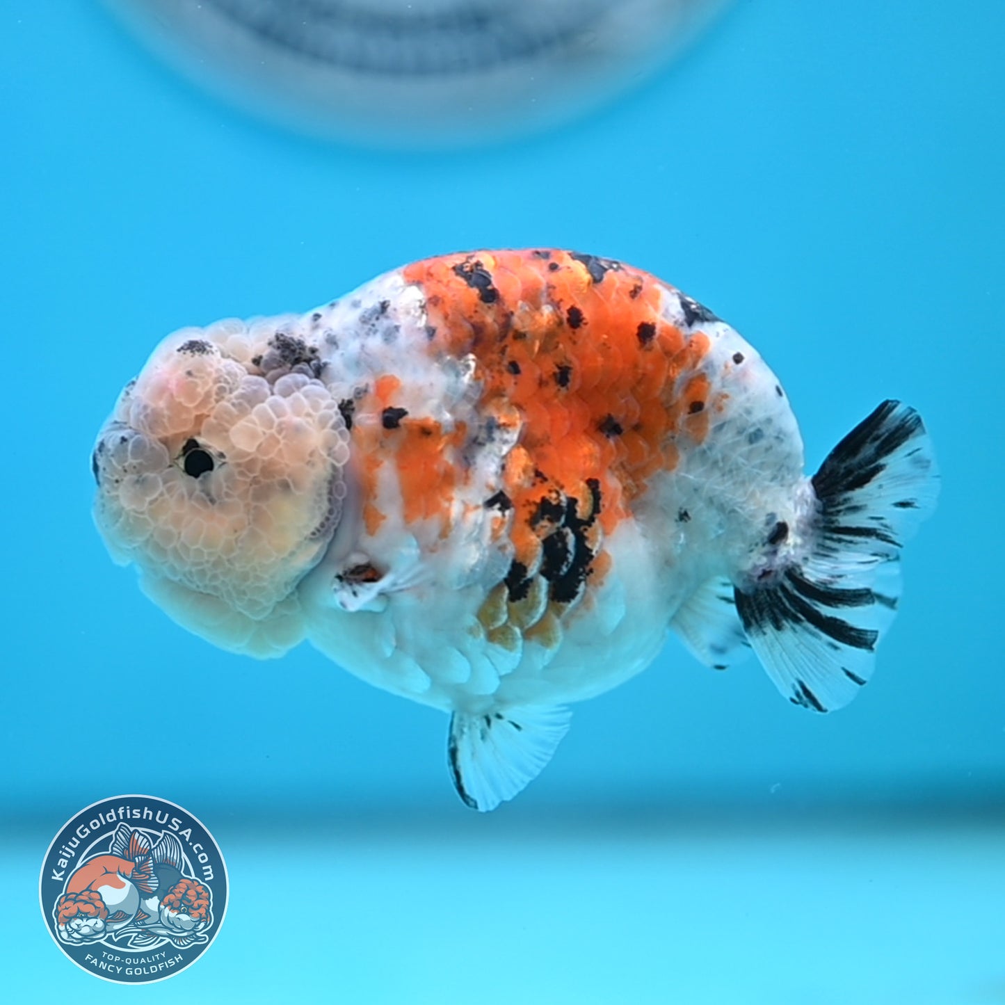Calico Ranchu 3.8 inches Body (250516_RC06)