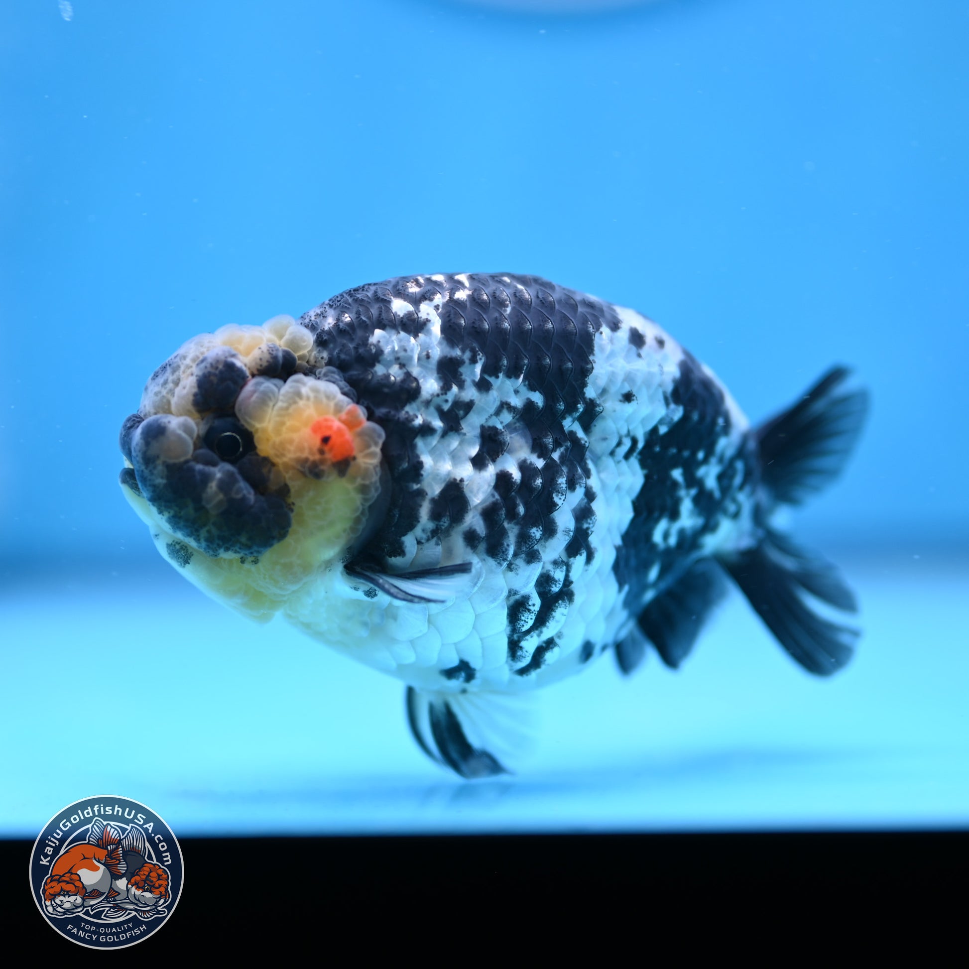 White Tiger Ranchu 3.75in Body (240809_RC06) - Kaiju Goldfish USA