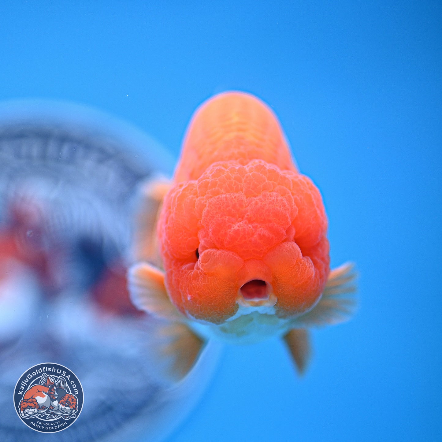 A Grade Red White Lionchu 4-4.5 inches (240906_RC06) - Kaiju Goldfish USA