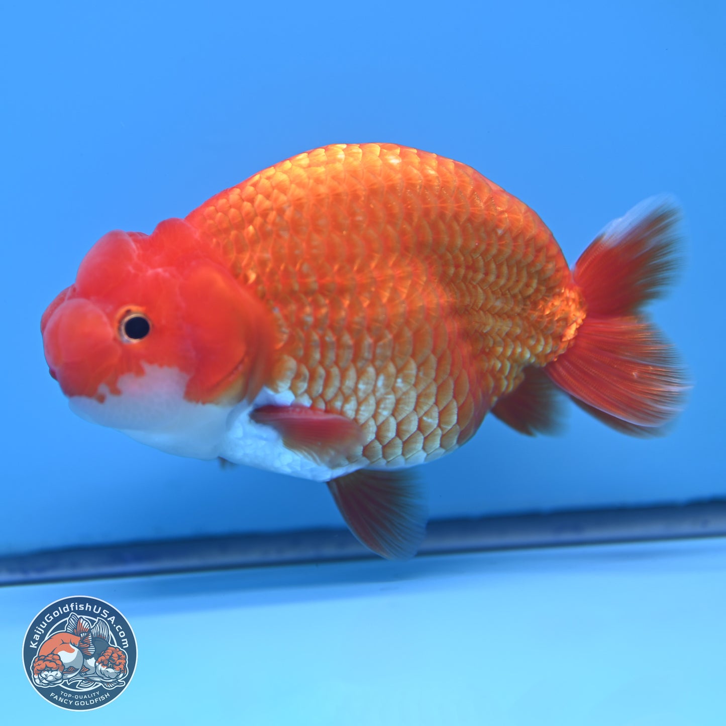 Red White Buffalo Ranchu 5 inches (241025_RC06) - Kaiju Goldfish USA