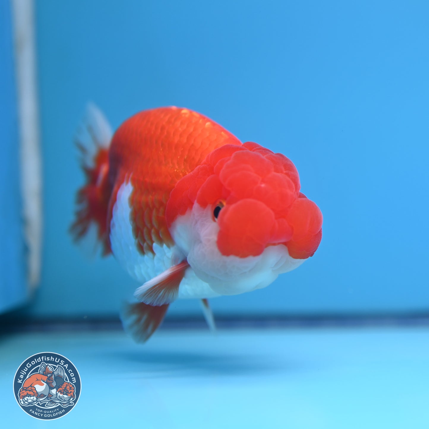 Red White Buffalo Ranchu 4-5 in (241011_RC06) - Kaiju Goldfish USA