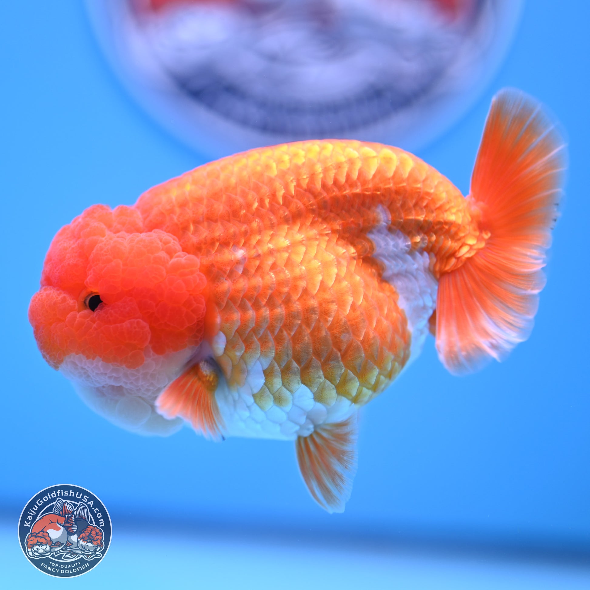 Red White Lionchu 4in Body (240823_RC06) - Kaiju Goldfish USA