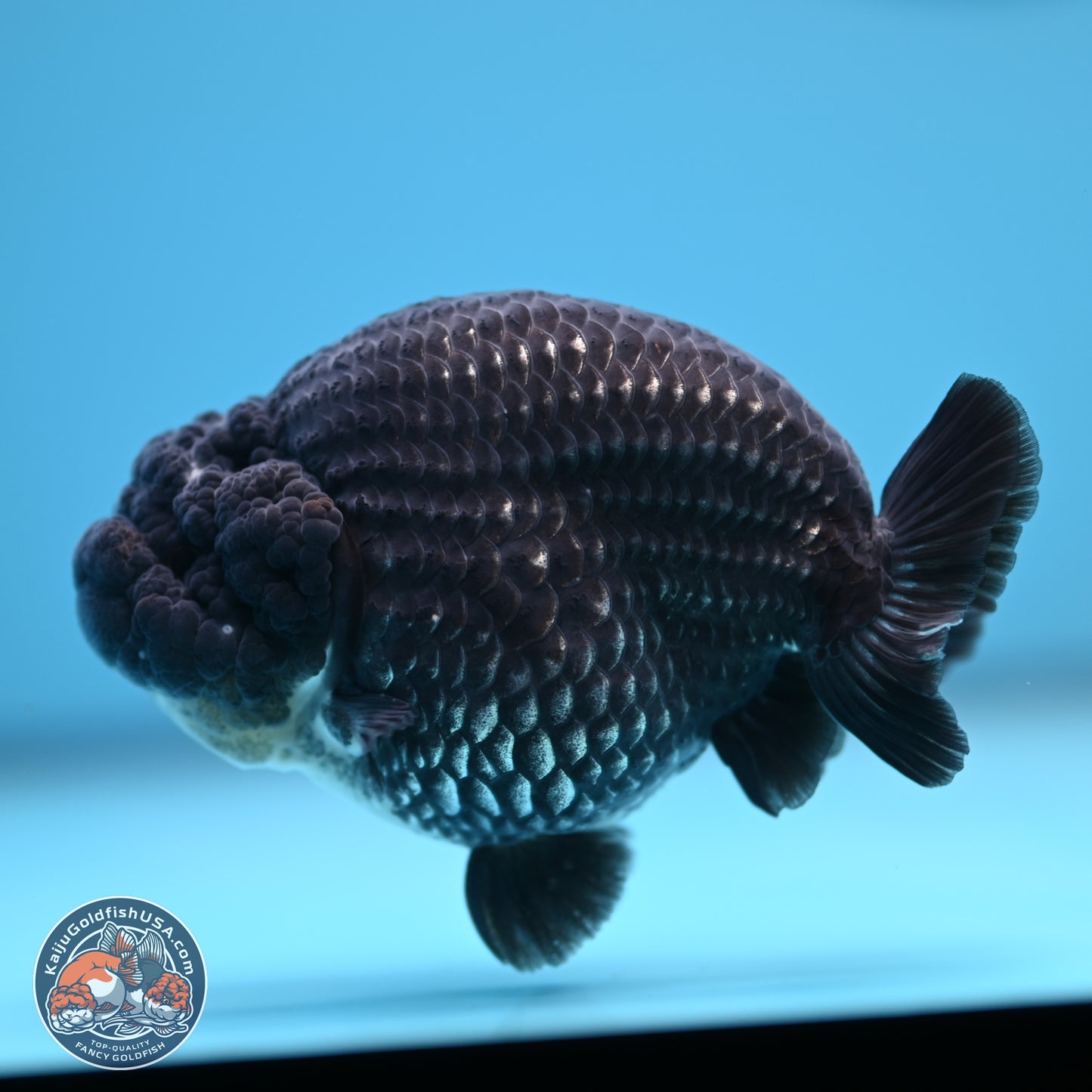 Platinum Ranchu 3.75 inches Body - Male (241227_RC06)