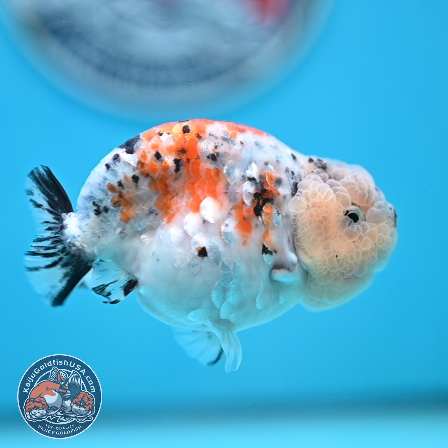 Calico Ranchu 3.8 inches Body (250516_RC06)