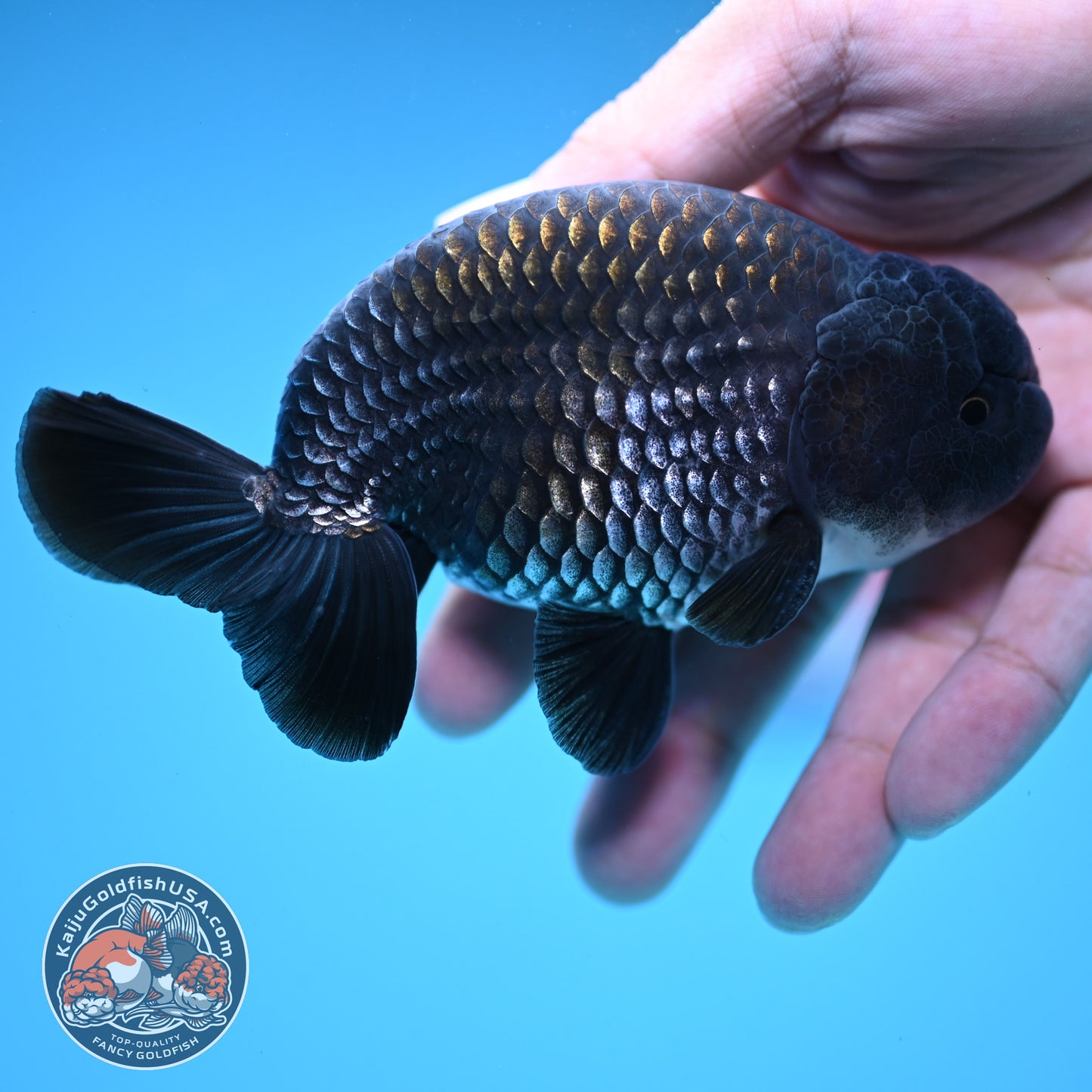 Sapphire / Platinum Ranchu 4 inch Body (250919_RC06)