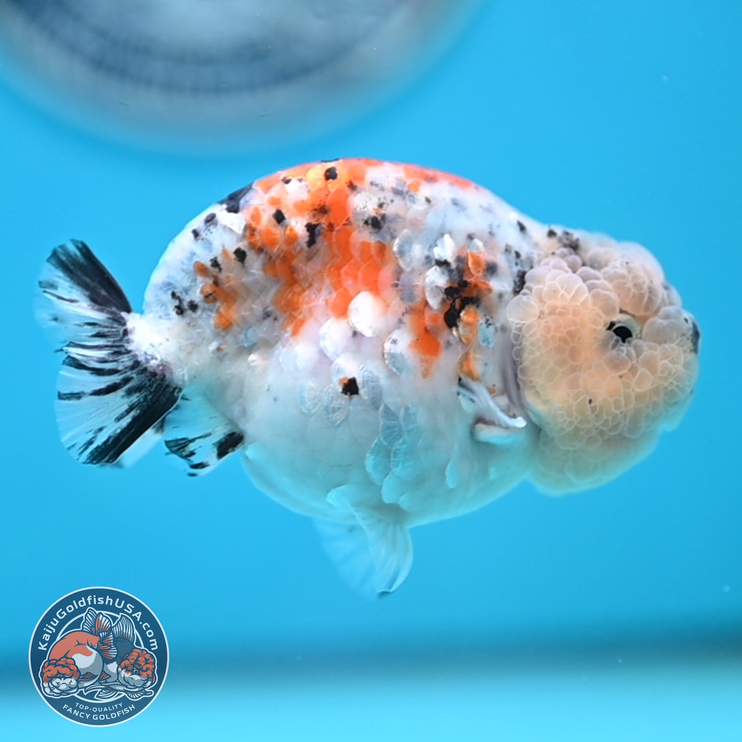 Calico Ranchu 3.8 inches Body (250516_RC06)