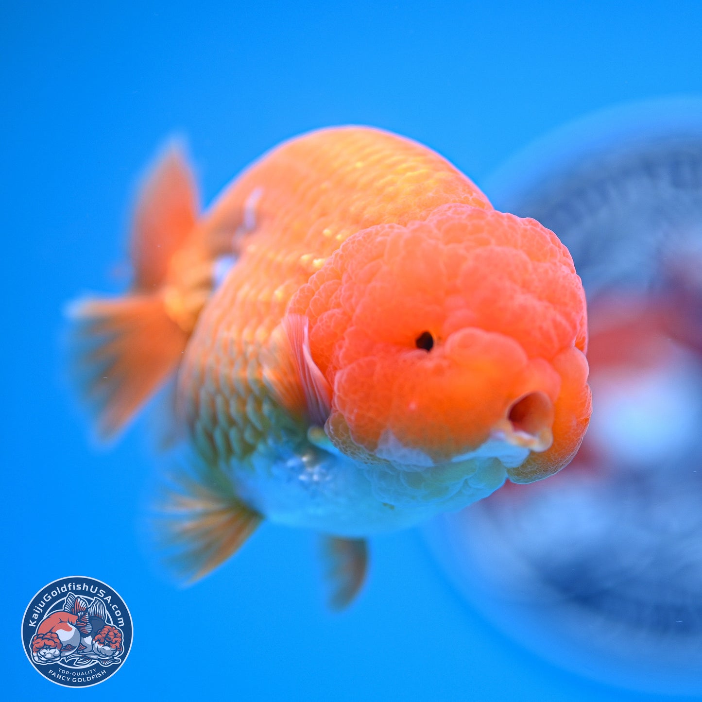 A Grade Red White Lionchu 4-4.5 inches (240906_RC06) - Kaiju Goldfish USA