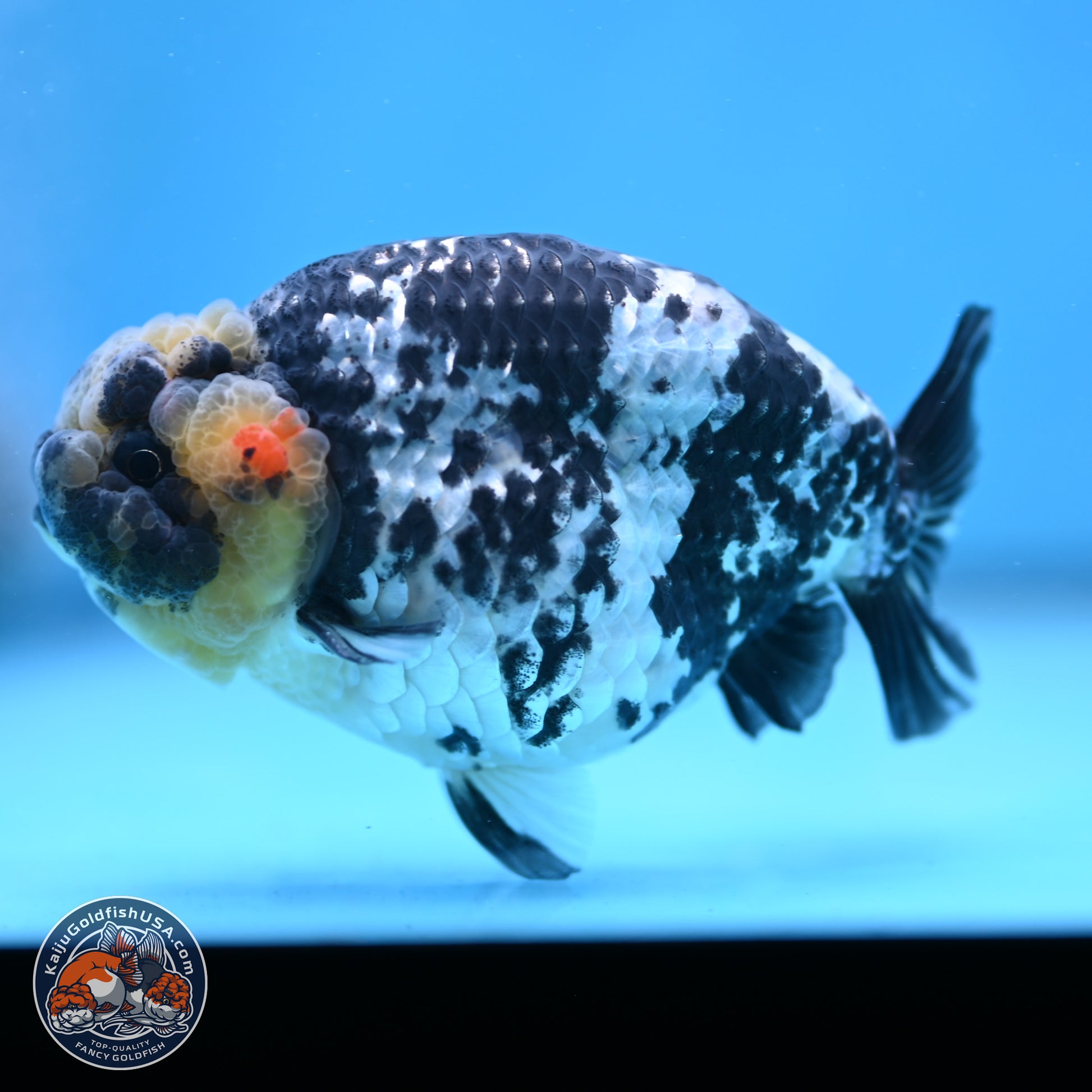 White Tiger Ranchu 3.75in Body (240809_RC06) - Kaiju Goldfish USA