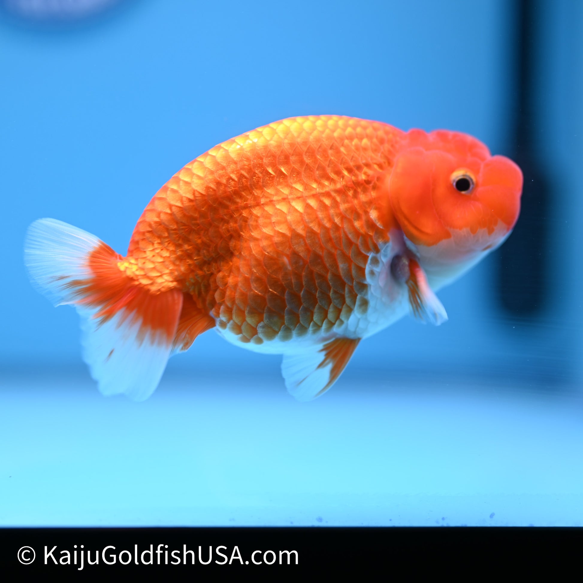 Red White Buffalo Ranchu 4in Body (240621_RC06) - Please Read Description - Kaiju Goldfish USA