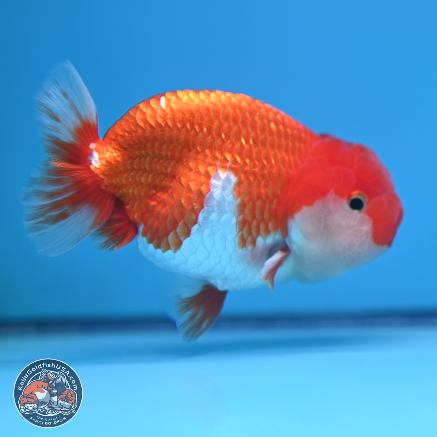 Red White Buffalo Ranchu 4-5 in (241011_RC06) - Kaiju Goldfish USA