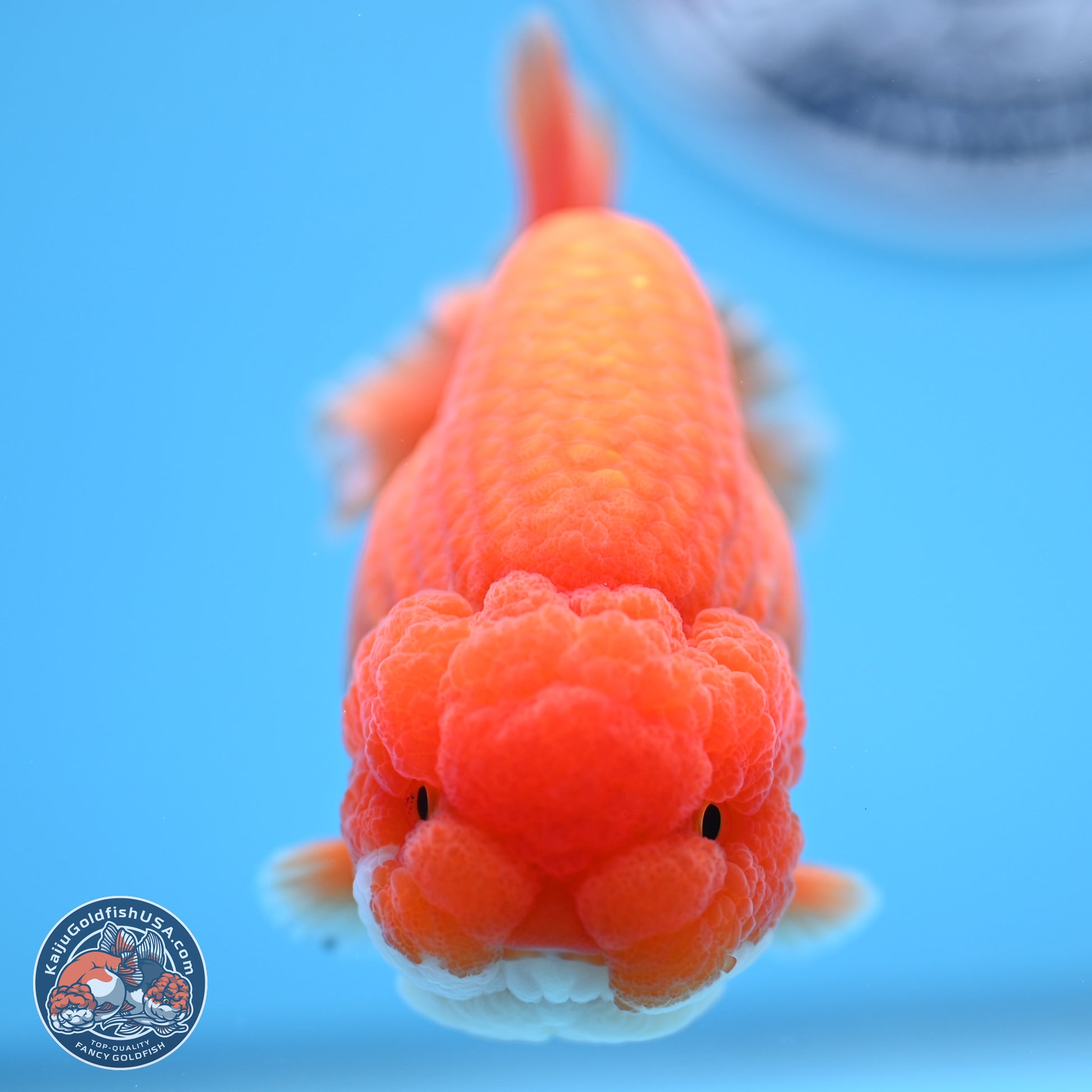 Red White Lionchu 4in Body (240823_RC06) - Kaiju Goldfish USA