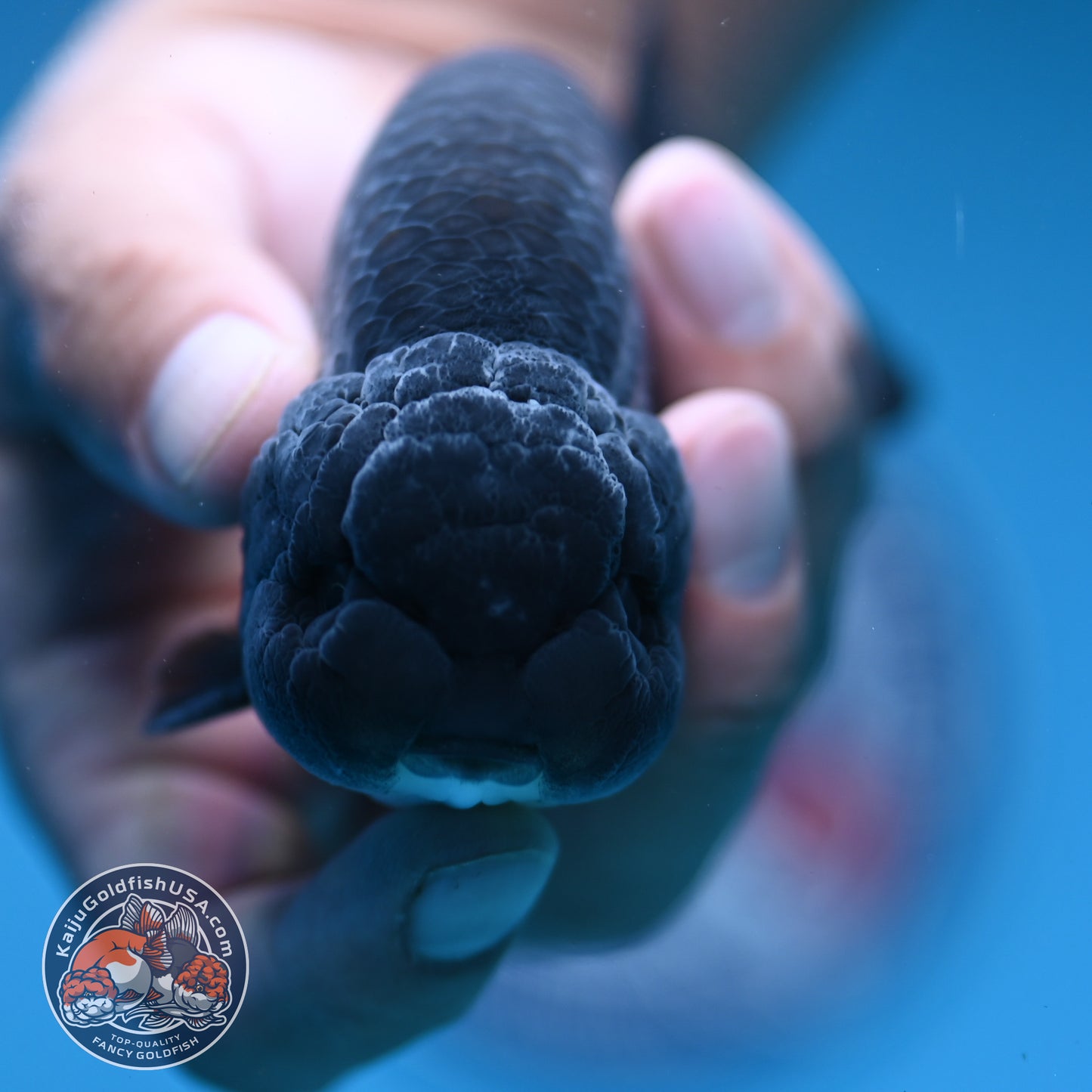 Sapphire / Platinum Ranchu 4 inch Body (250919_RC06)