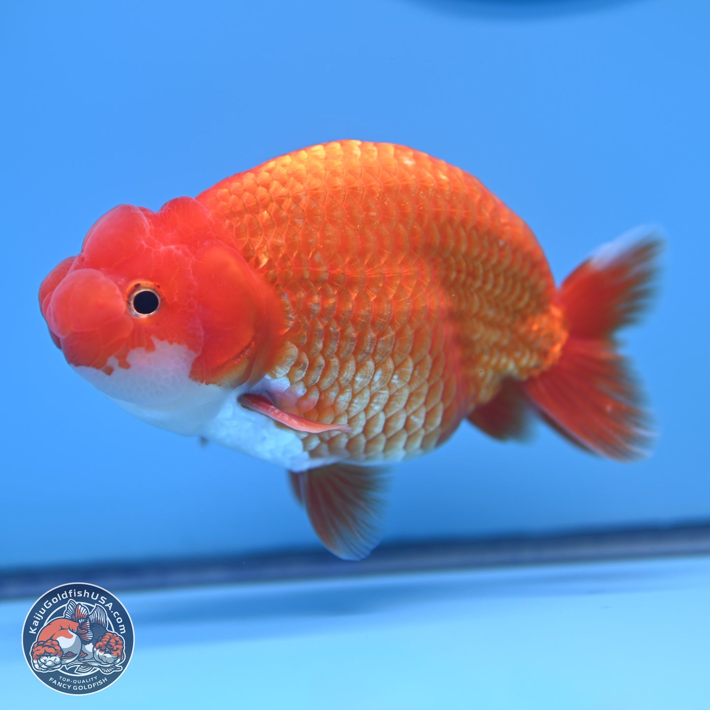 Red White Buffalo Ranchu 5 inches (241025_RC06) - Kaiju Goldfish USA