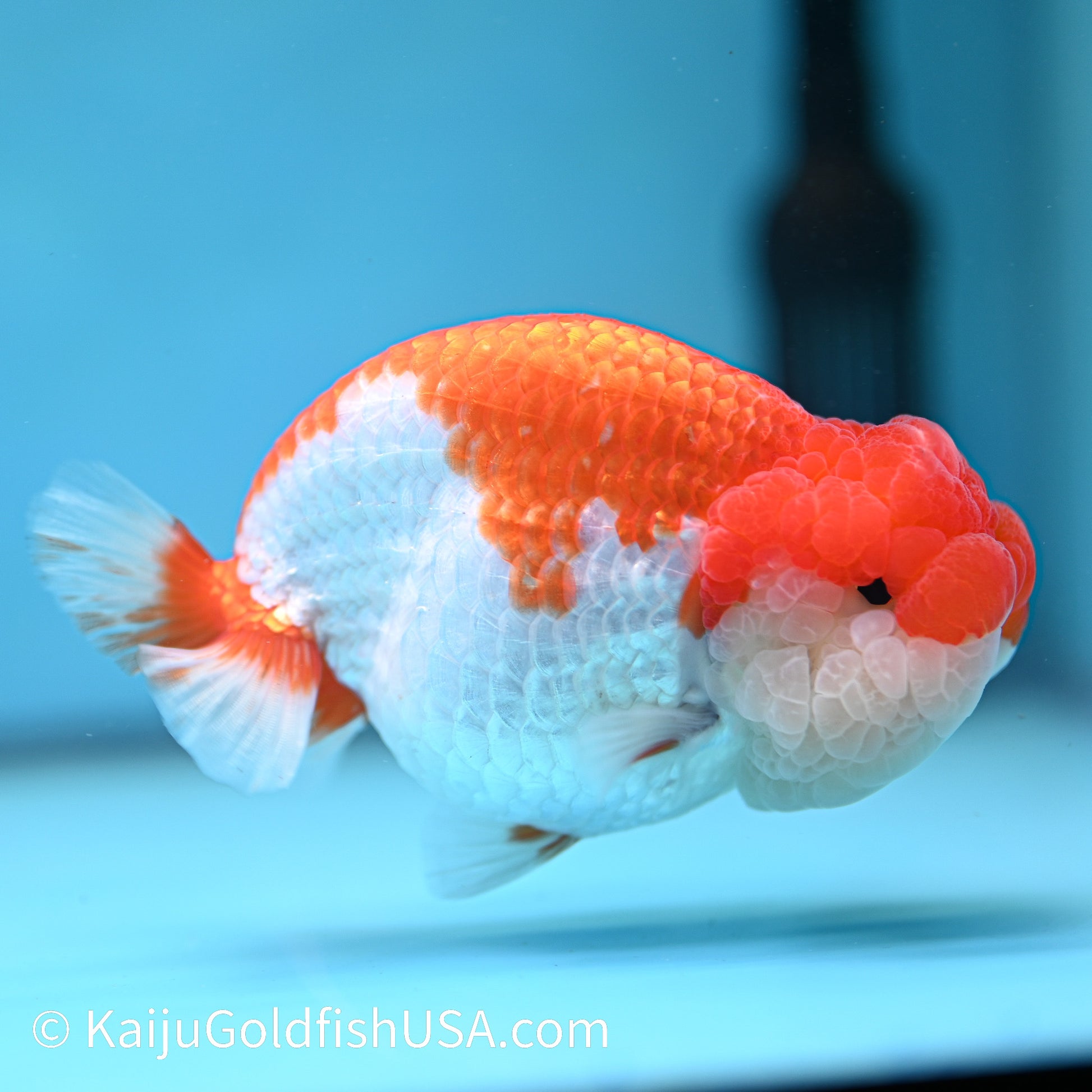 Marbled Wen Red White Buffalo Ranchu 4.5 inches (240412_RC06) - Kaiju Goldfish USA