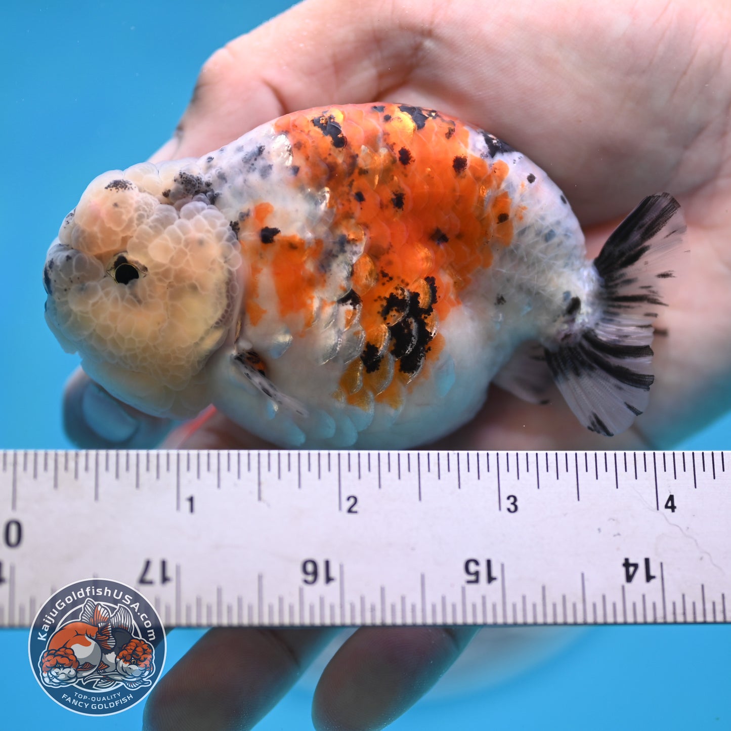 Calico Ranchu 3.8 inches Body (250516_RC06)