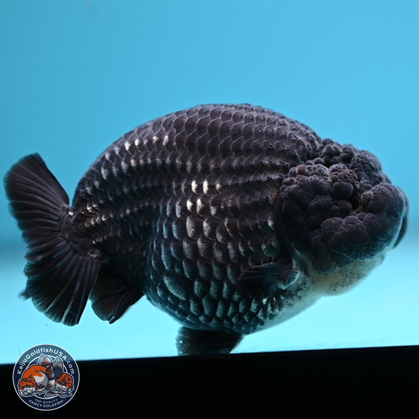 Platinum Ranchu 3.75 inches Body - Male (241227_RC06)