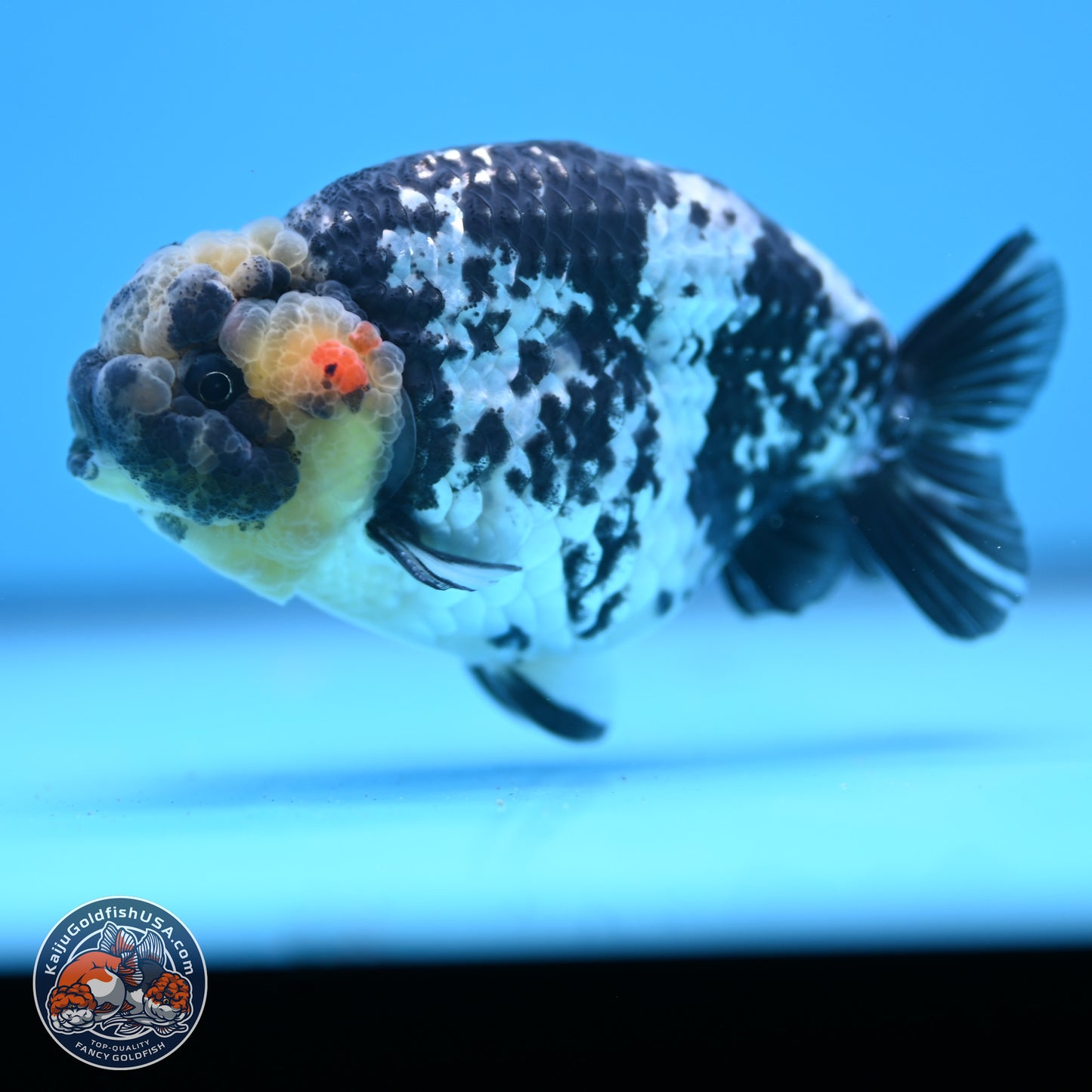 White Tiger Ranchu 3.75in Body (240809_RC06) - Kaiju Goldfish USA