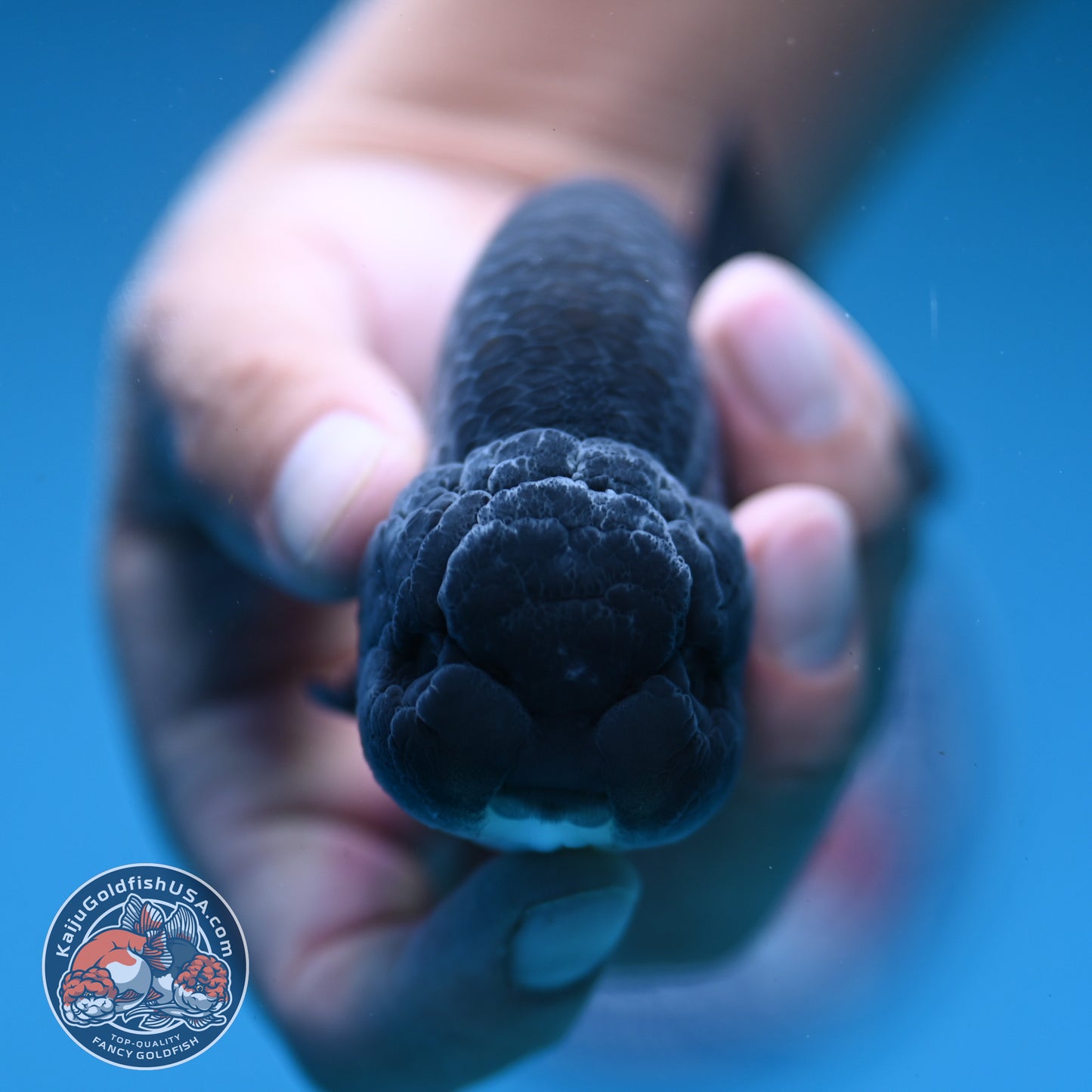 Sapphire / Platinum Ranchu 4 inch Body (250919_RC06)