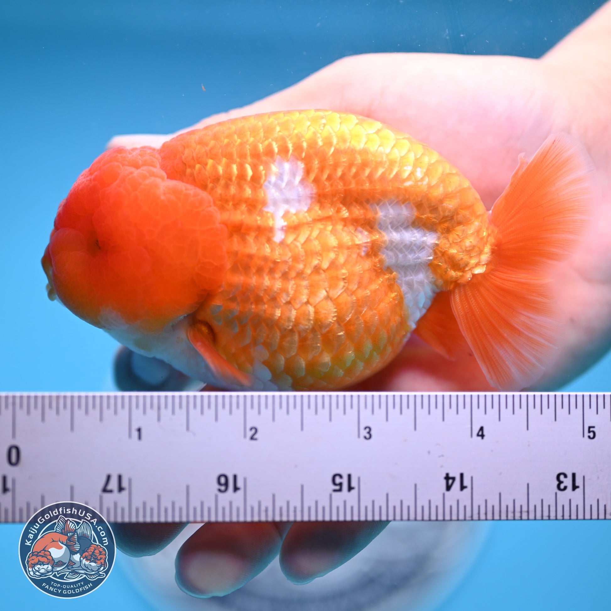 A Grade Red White Lionchu 4-4.5 inches (240906_RC06) - Kaiju Goldfish USA