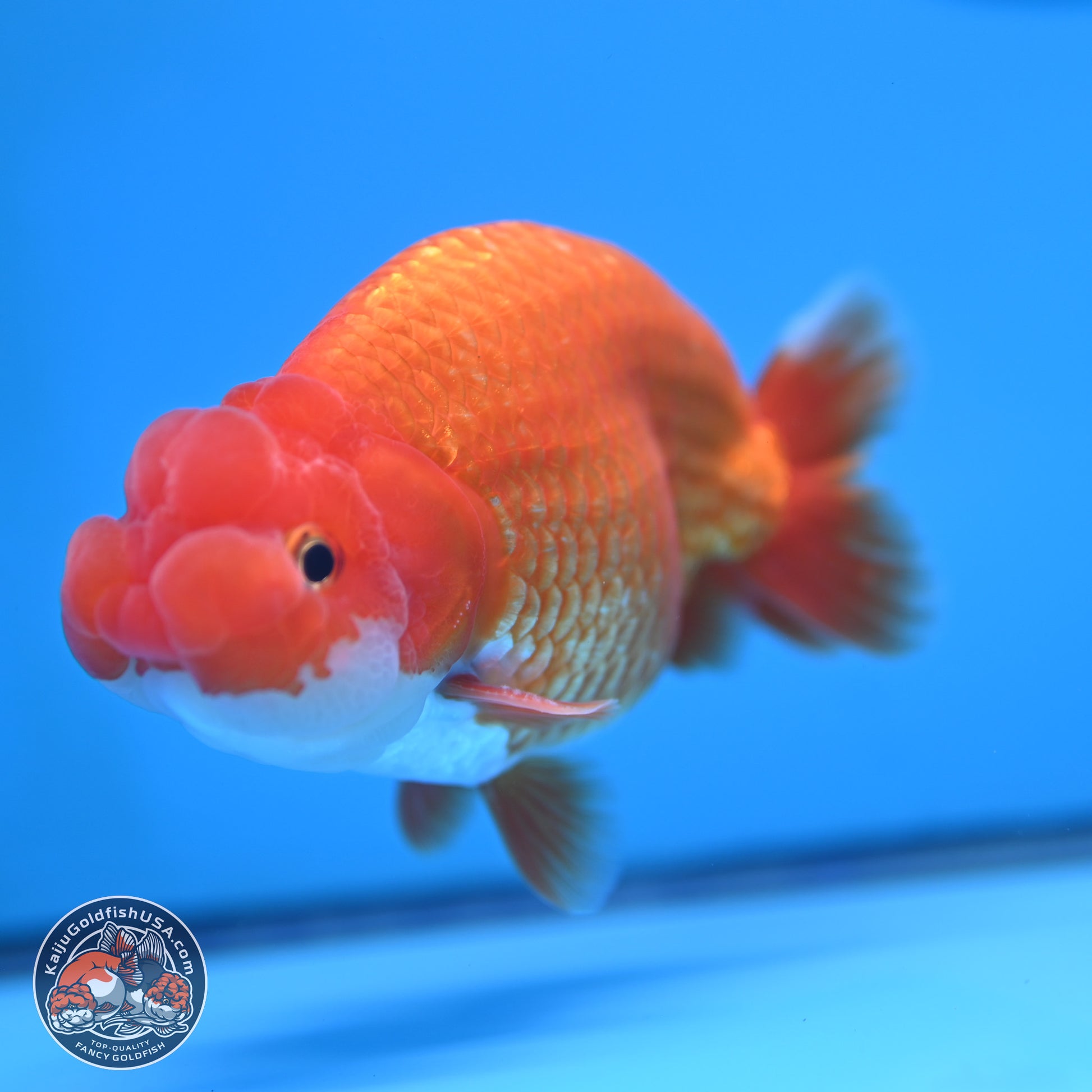 Red White Buffalo Ranchu 5 inches (241025_RC06) - Kaiju Goldfish USA