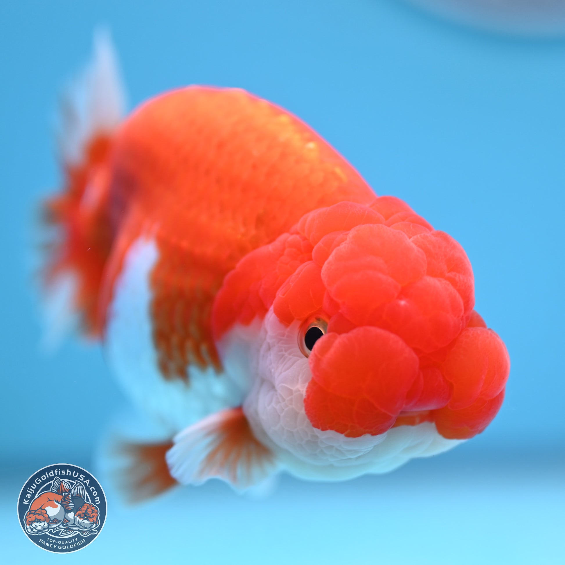 Red White Buffalo Ranchu 4-5 in (241011_RC06) - Kaiju Goldfish USA