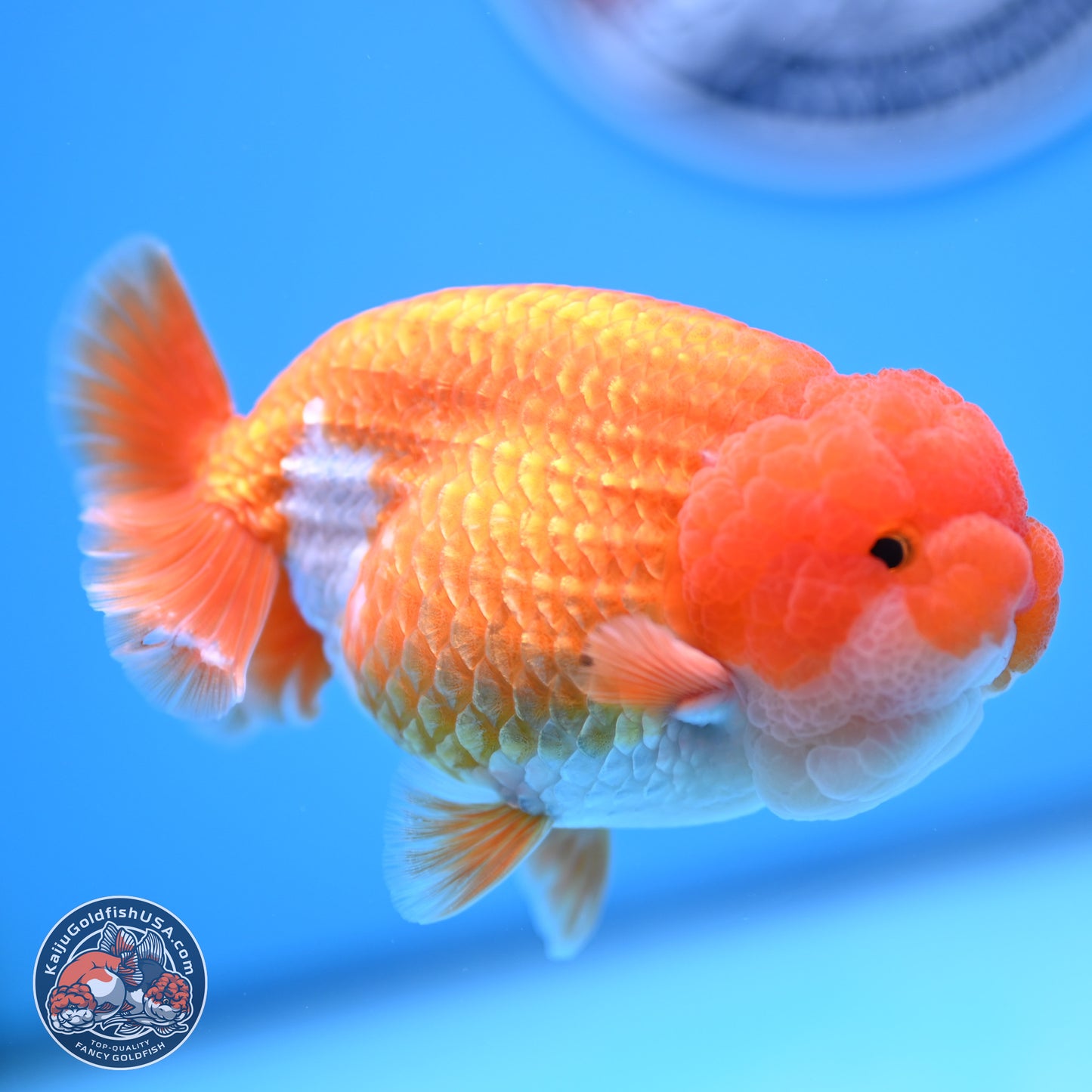 Red White Lionchu 4in Body (240823_RC06) - Kaiju Goldfish USA