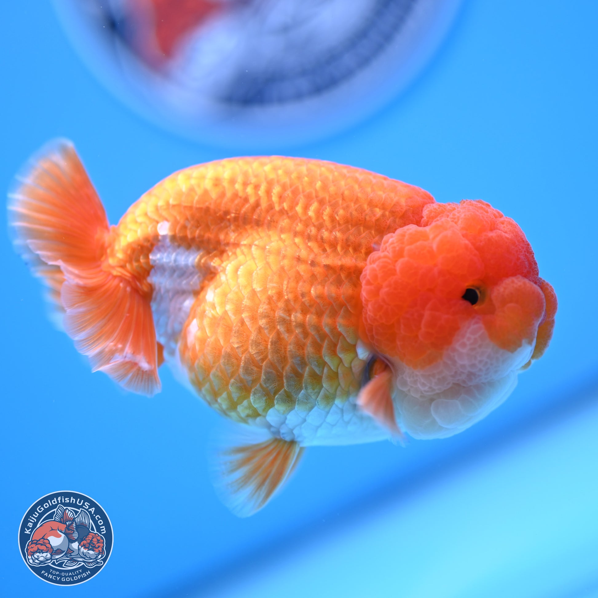 Red White Lionchu 4in Body (240823_RC06) - Kaiju Goldfish USA