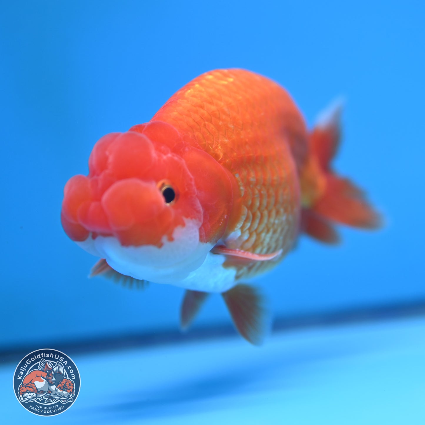 Red White Buffalo Ranchu 5 inches (241025_RC06) - Kaiju Goldfish USA