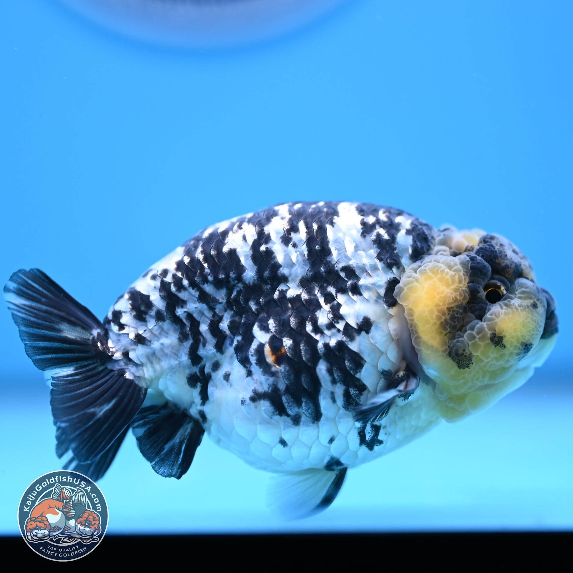 White Tiger Ranchu 3.75in Body (240809_RC06) - Kaiju Goldfish USA