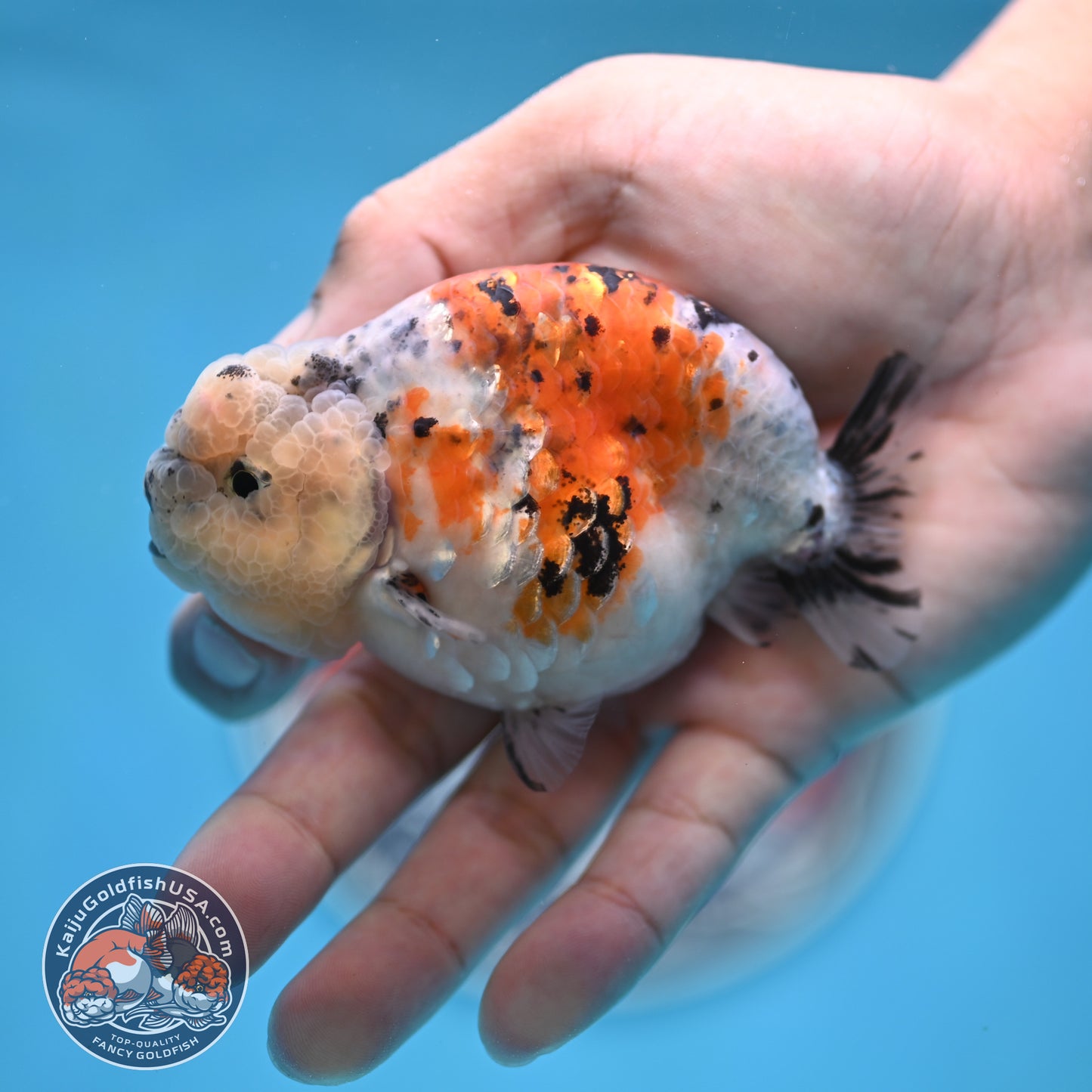 Calico Ranchu 3.8 inches Body (250516_RC06)
