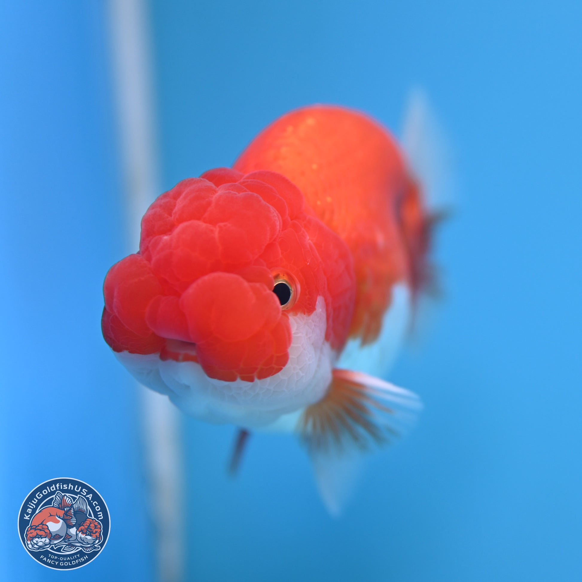 Red White Buffalo Ranchu 4-5 in (241011_RC06) - Kaiju Goldfish USA