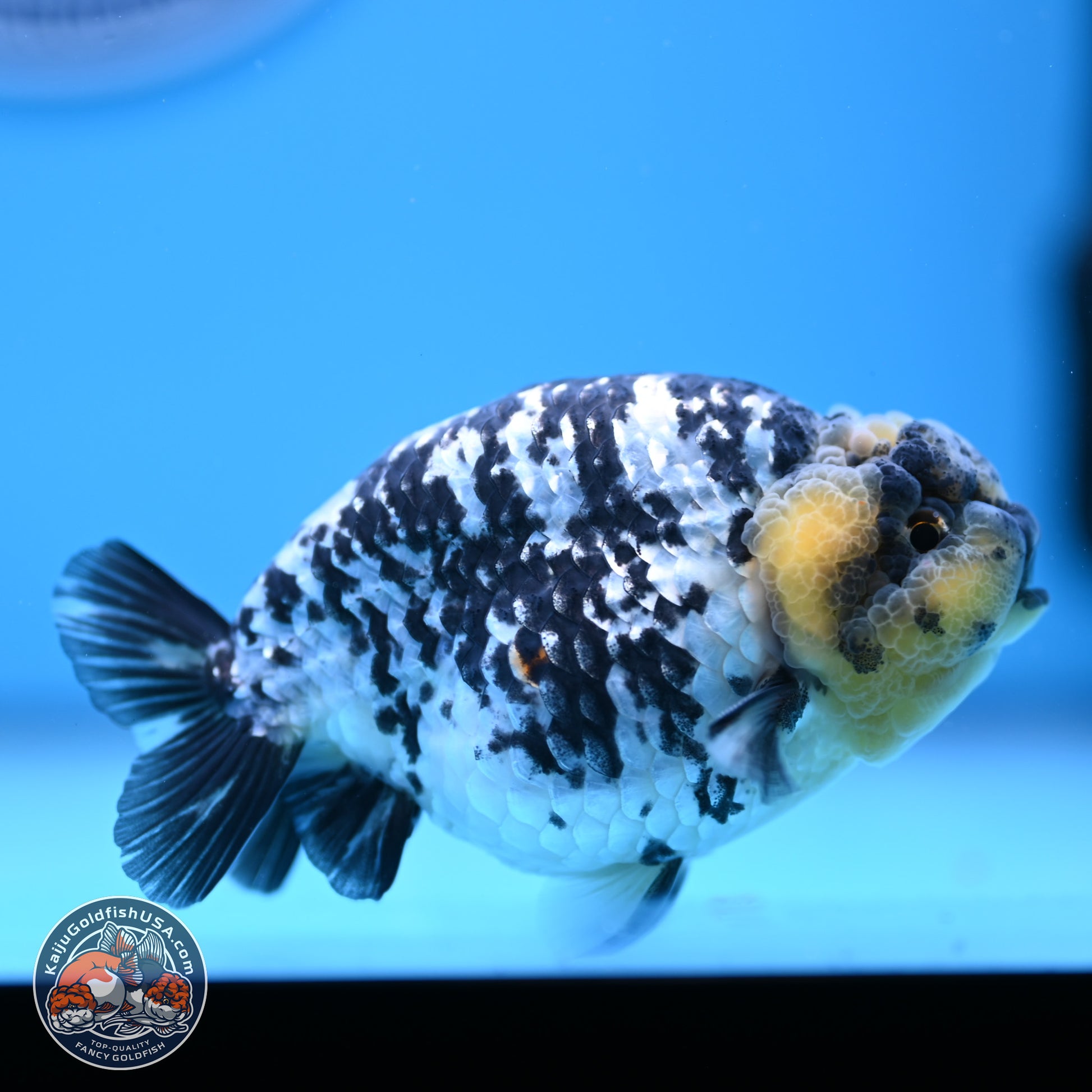 White Tiger Ranchu 3.75in Body (240809_RC06) - Kaiju Goldfish USA