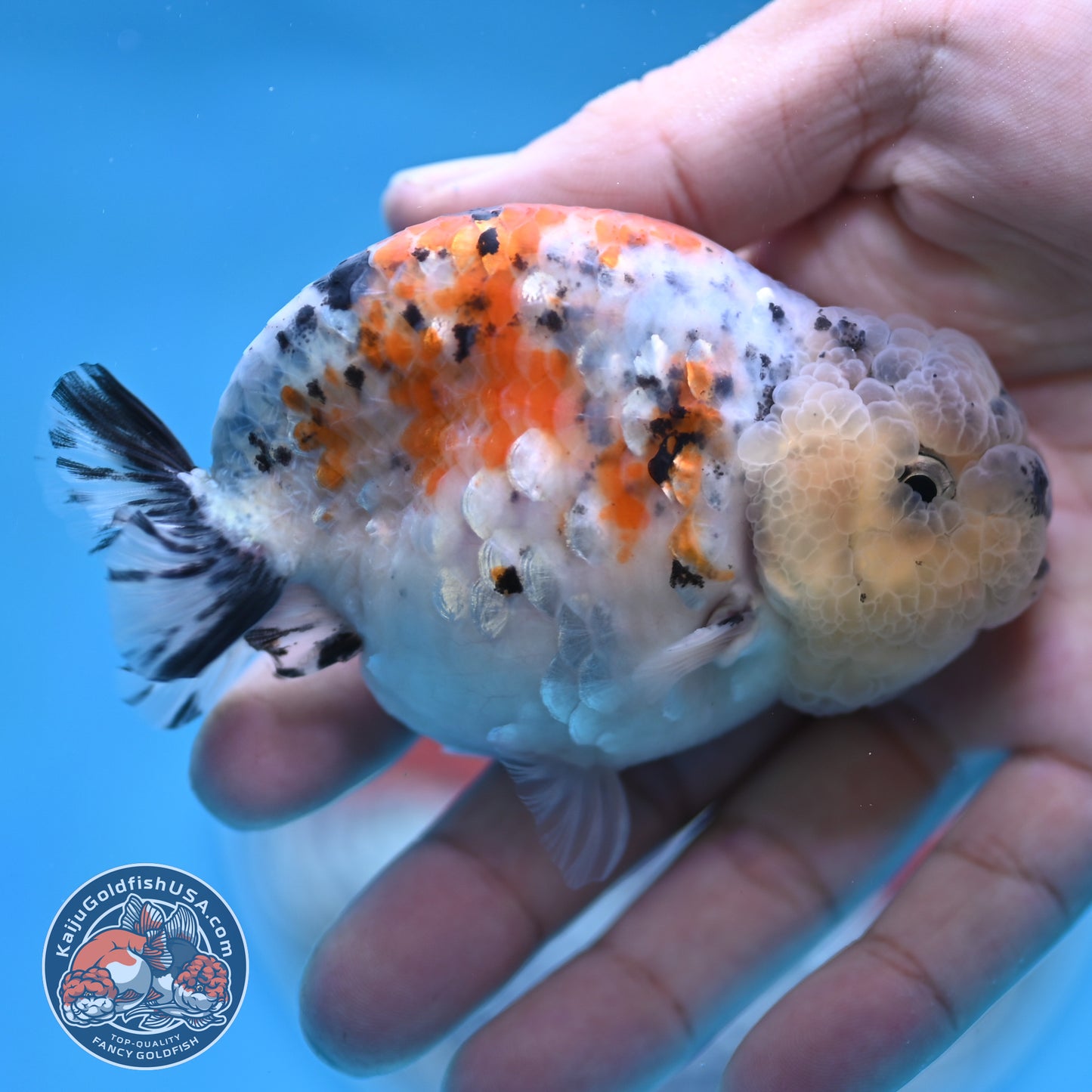 Calico Ranchu 3.8 inches Body (250516_RC06)