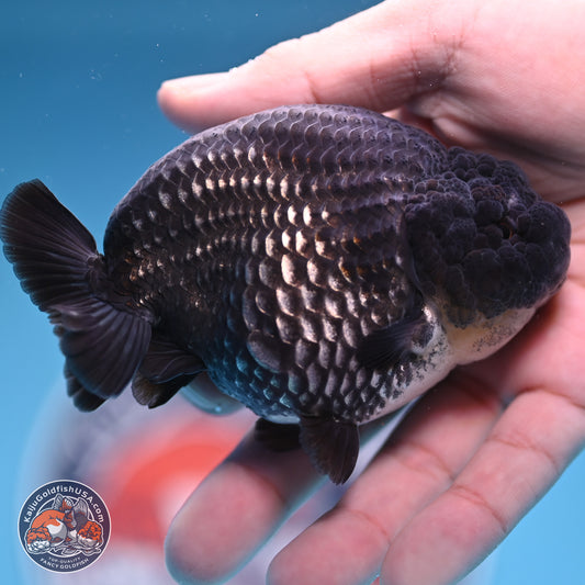 Platinum Ranchu 3.75 inches Body - Male (241227_RC06)