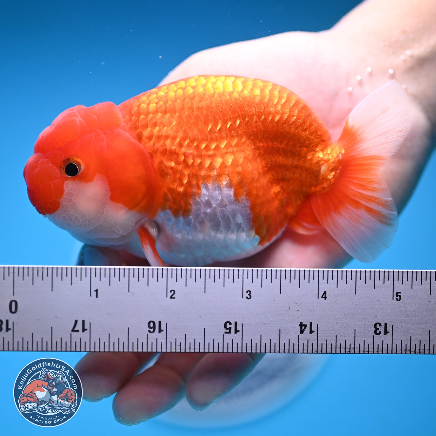 Red White Buffalo Ranchu 4-5 in (241011_RC06) - Kaiju Goldfish USA