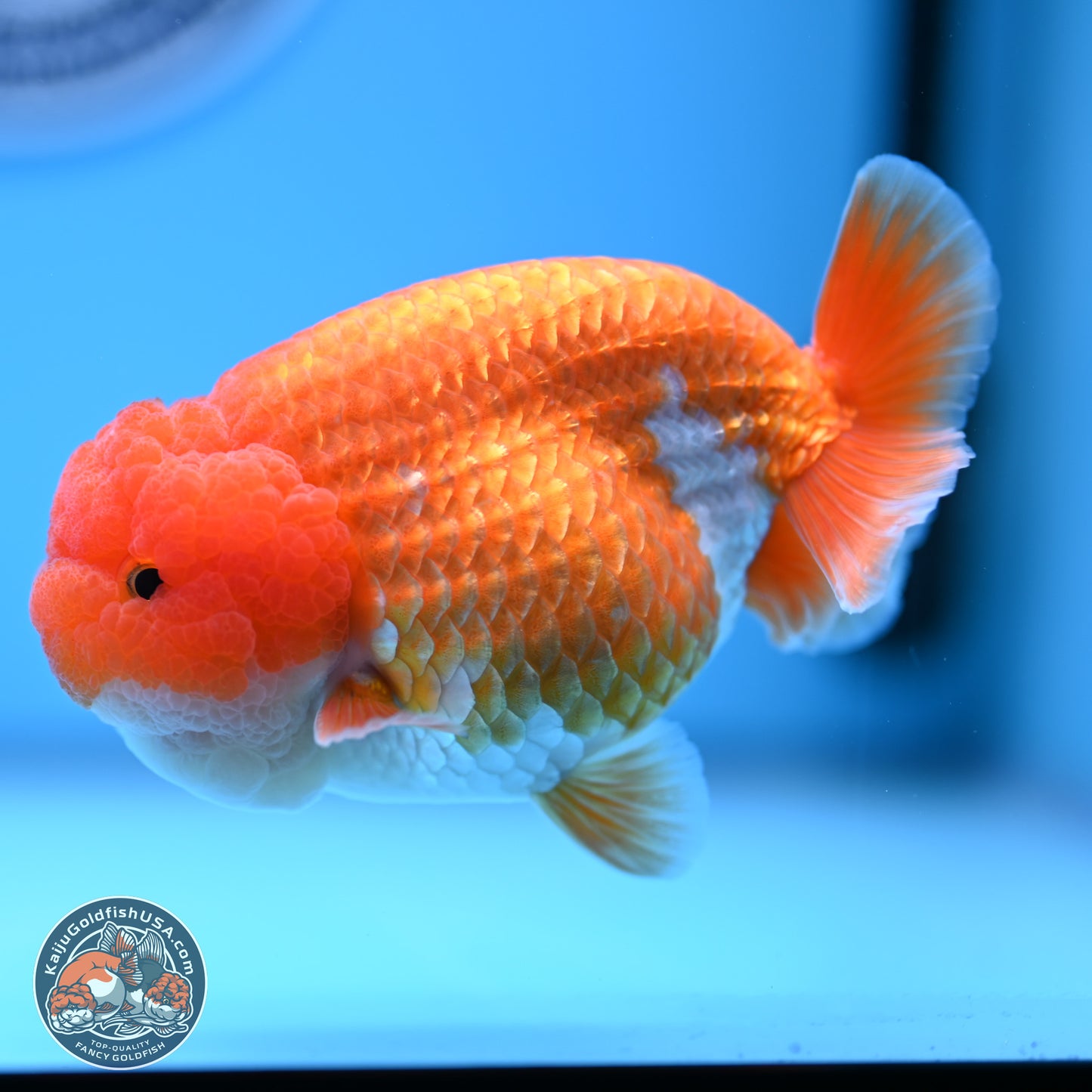 Red White Lionchu 4in Body (240823_RC06) - Kaiju Goldfish USA