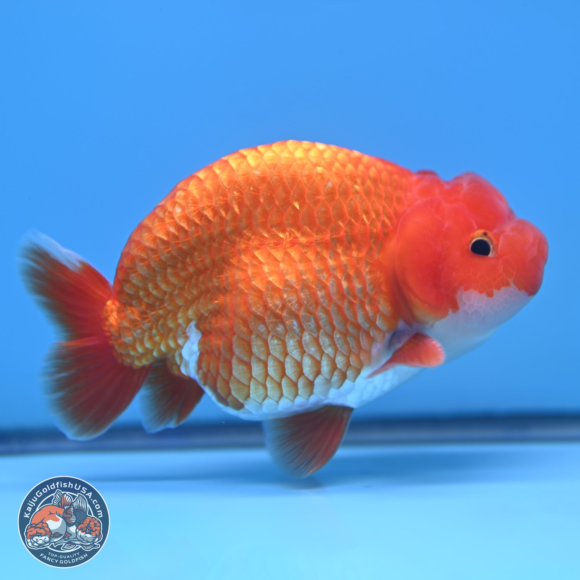 Red White Buffalo Ranchu 5 inches (241025_RC06) - Kaiju Goldfish USA